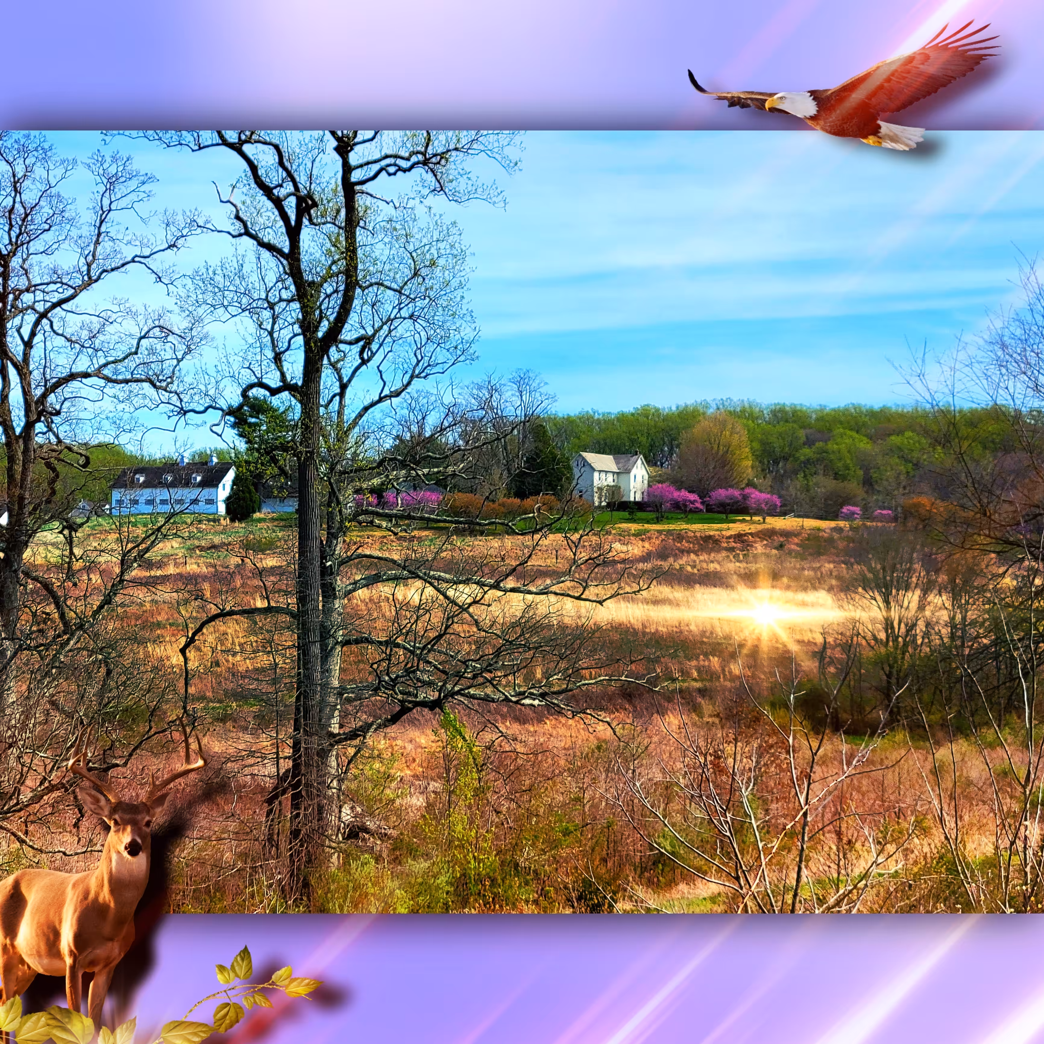 Meadow in Mid-Day 