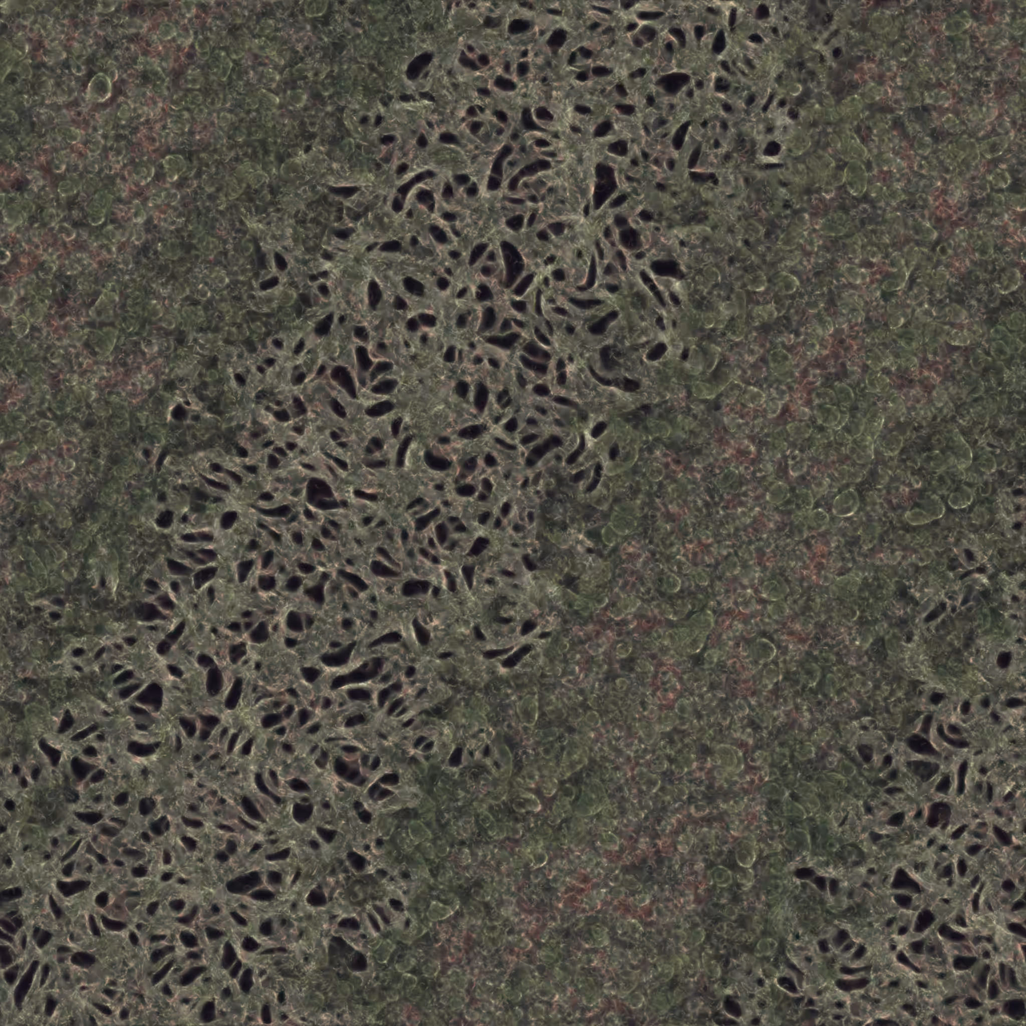 saprophyte #102