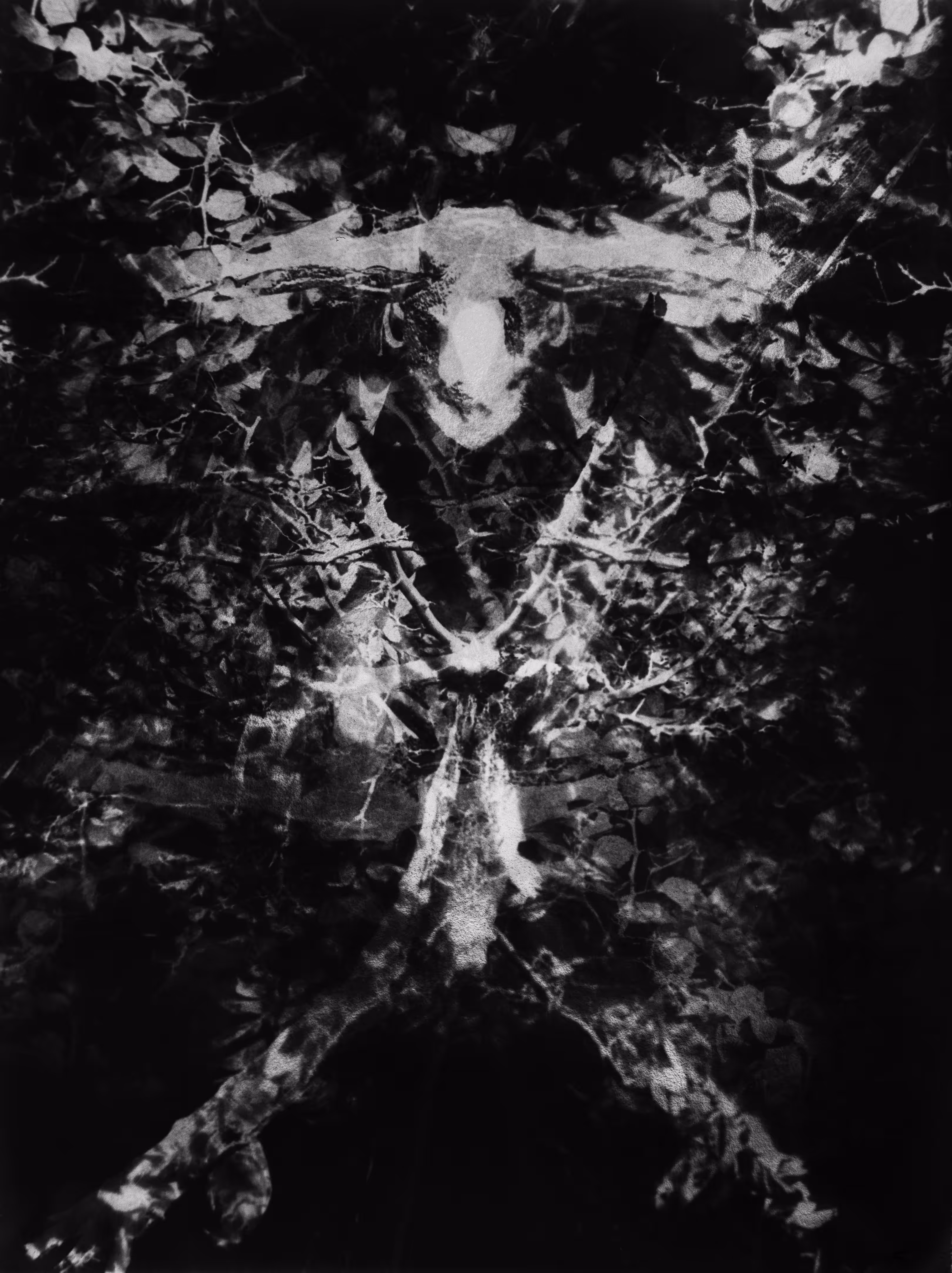 Insectangle