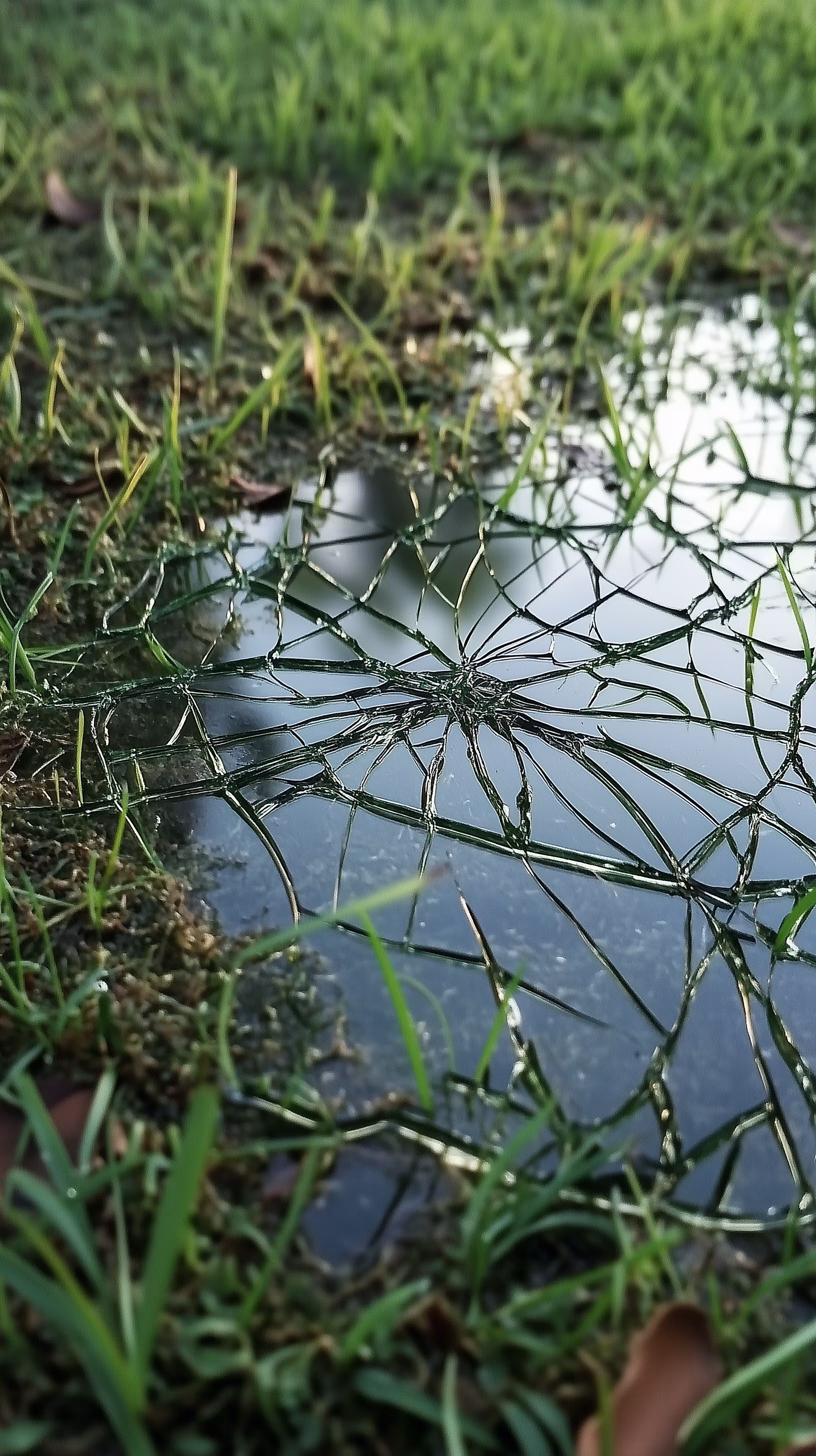 Phone Drop Test (Touching Grass 014)