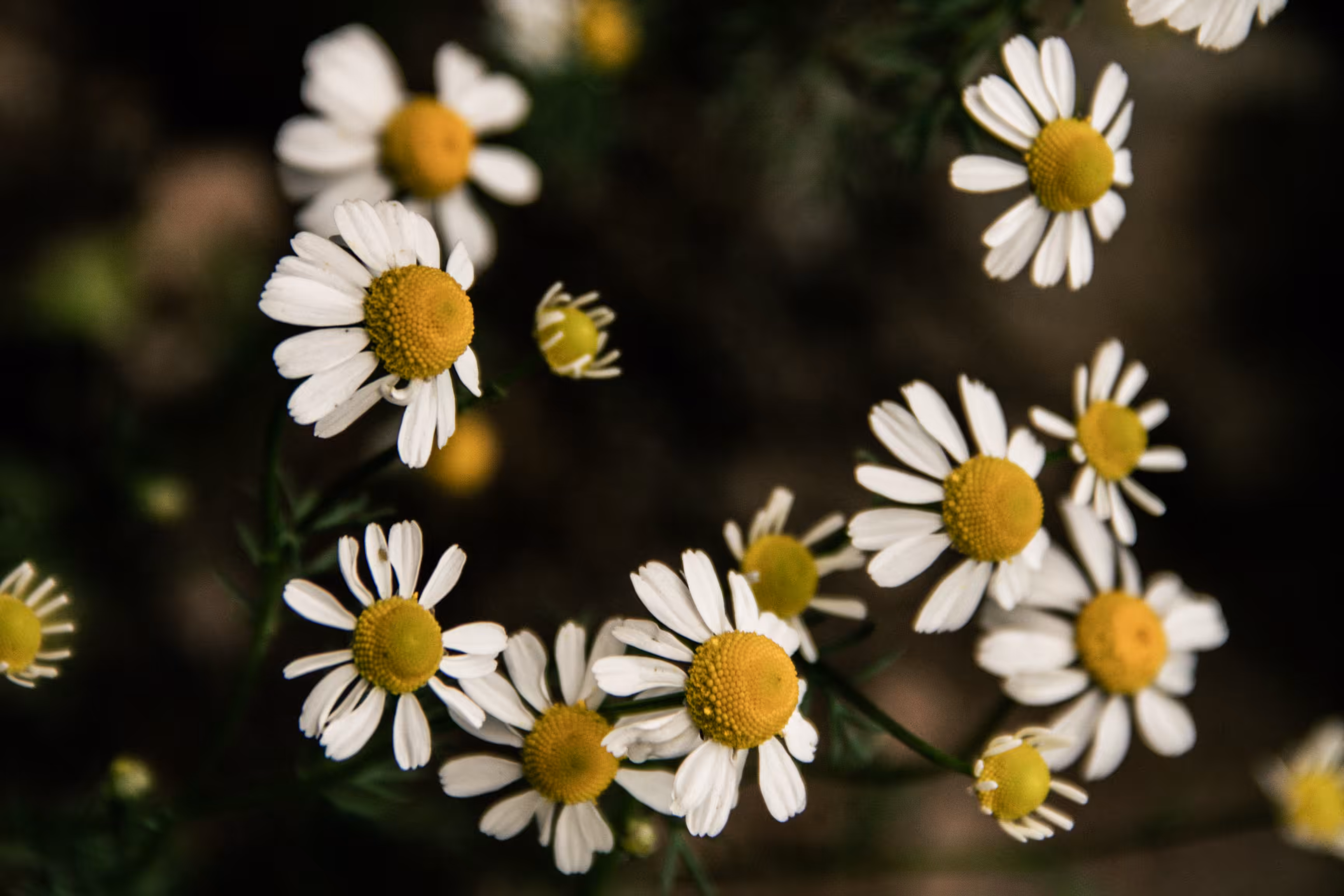 Observation: You Knew There'd Be Daisies