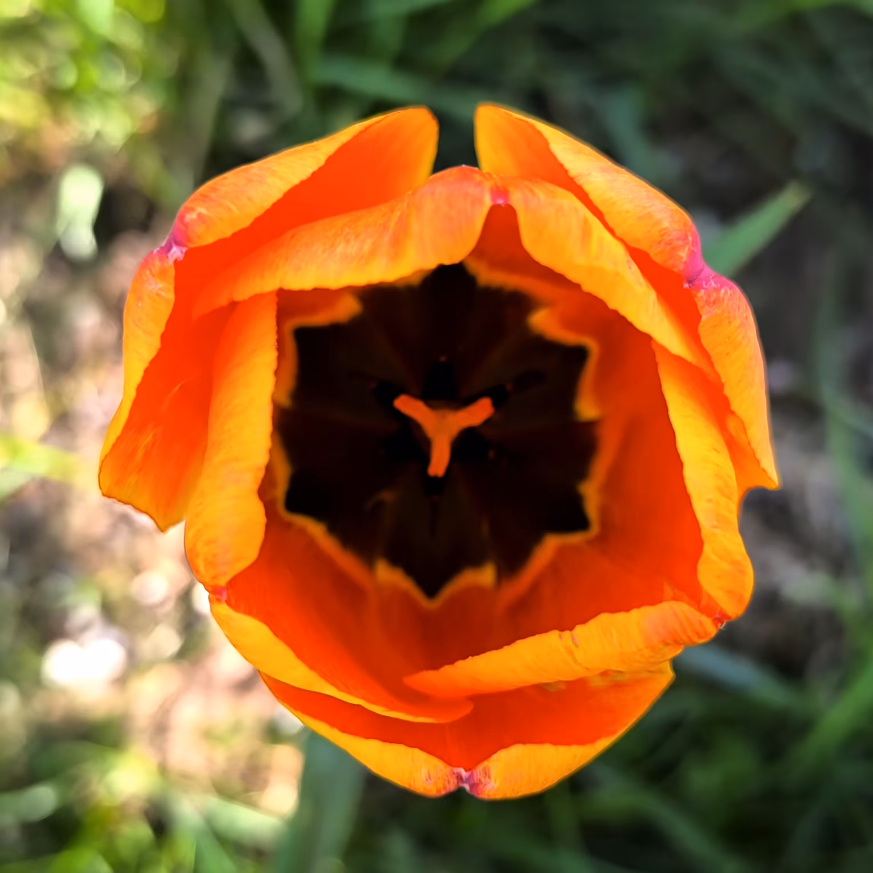 Tulip Flame