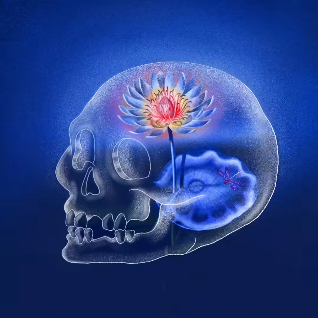 Fragile Lotus