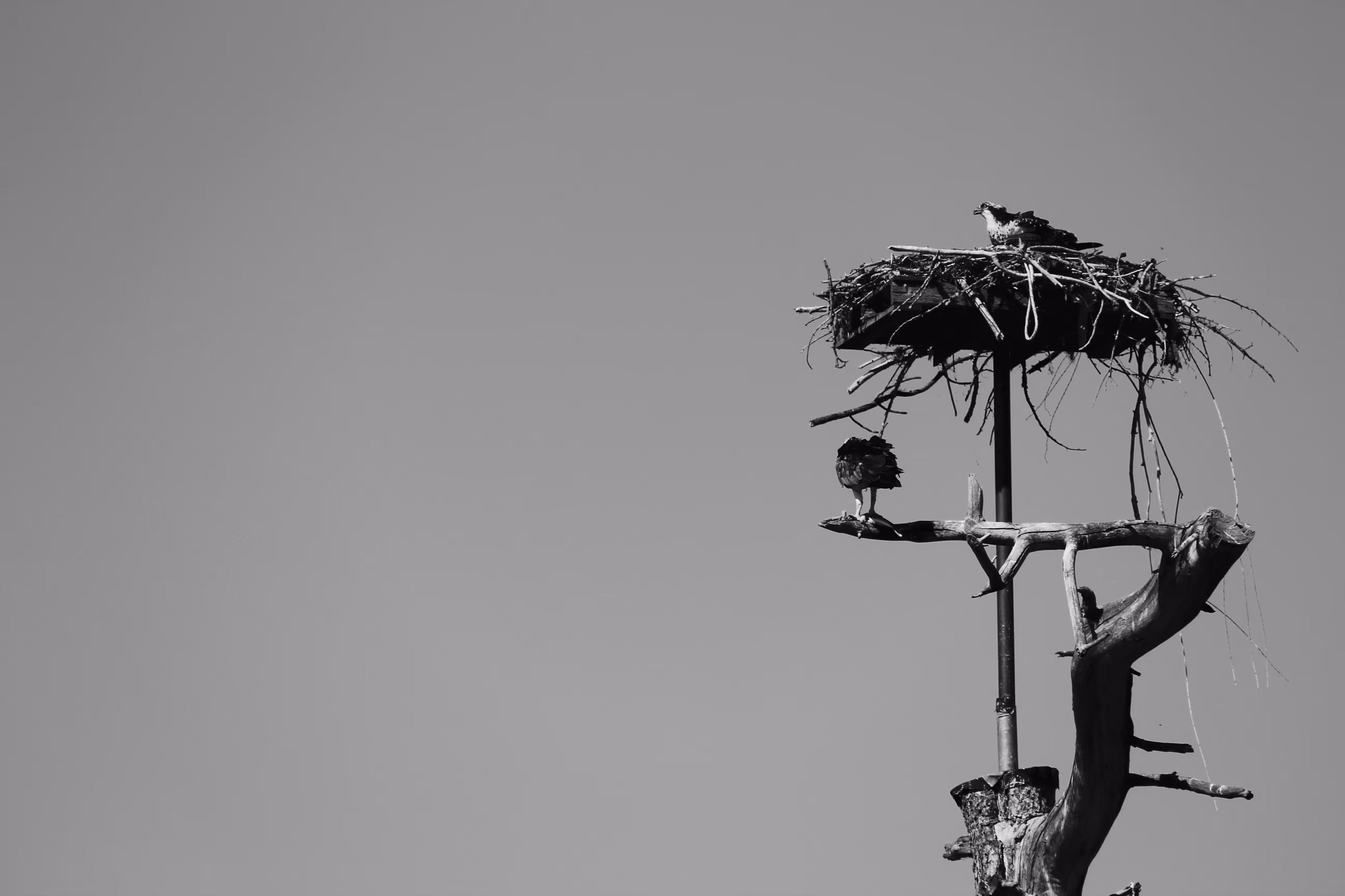 Osprey's Perch