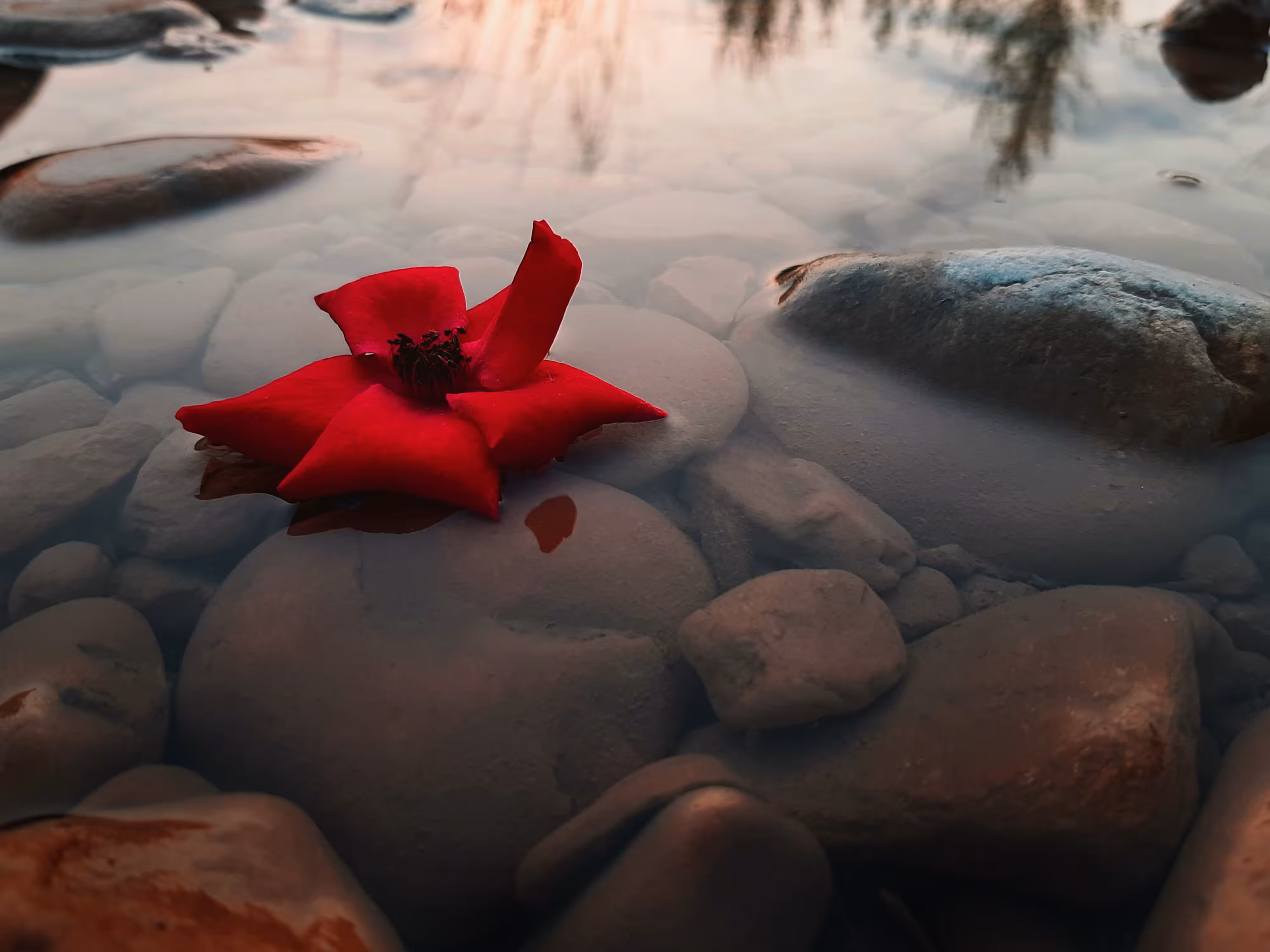 Red Rose