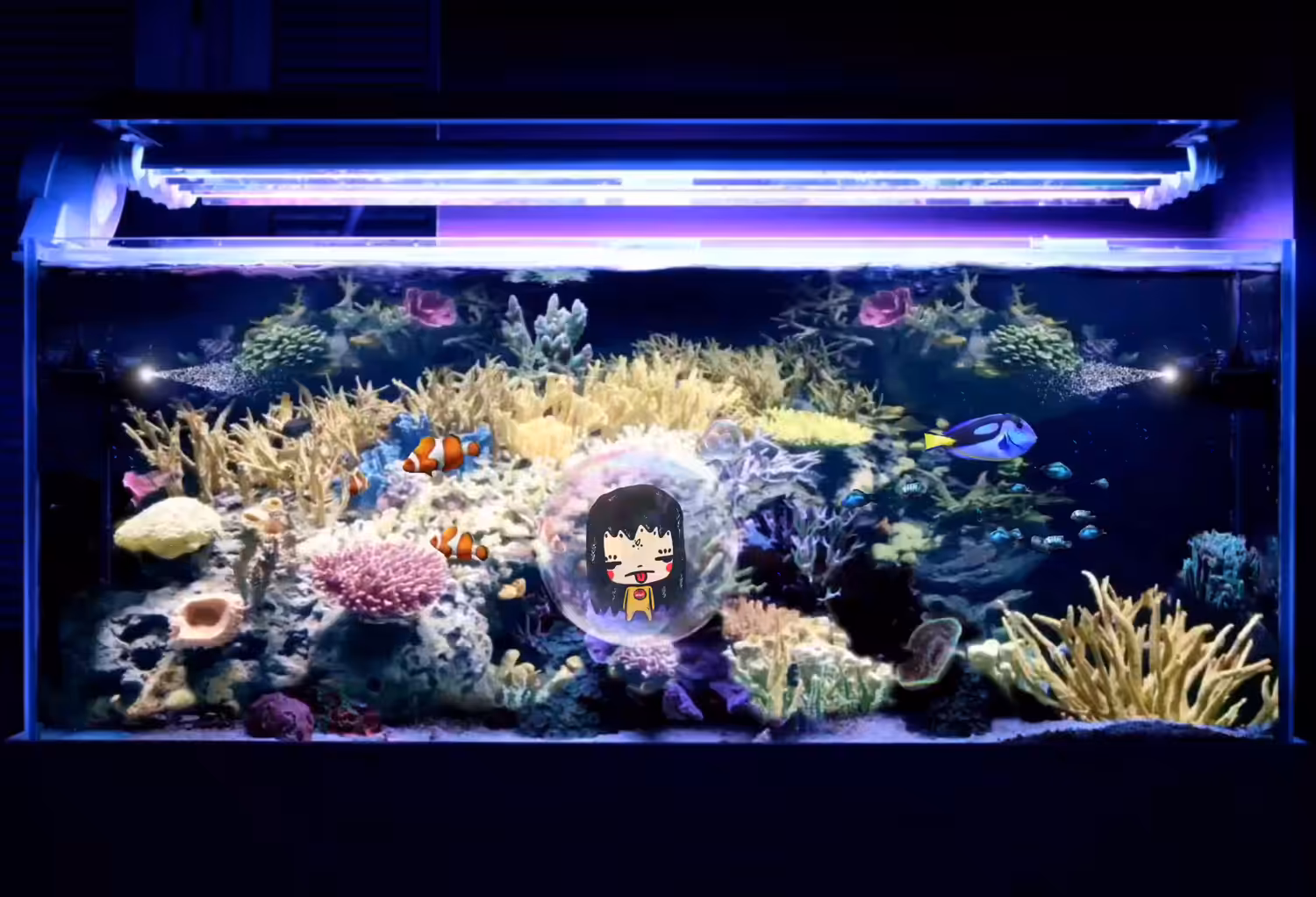 Kiku in the Aquarium