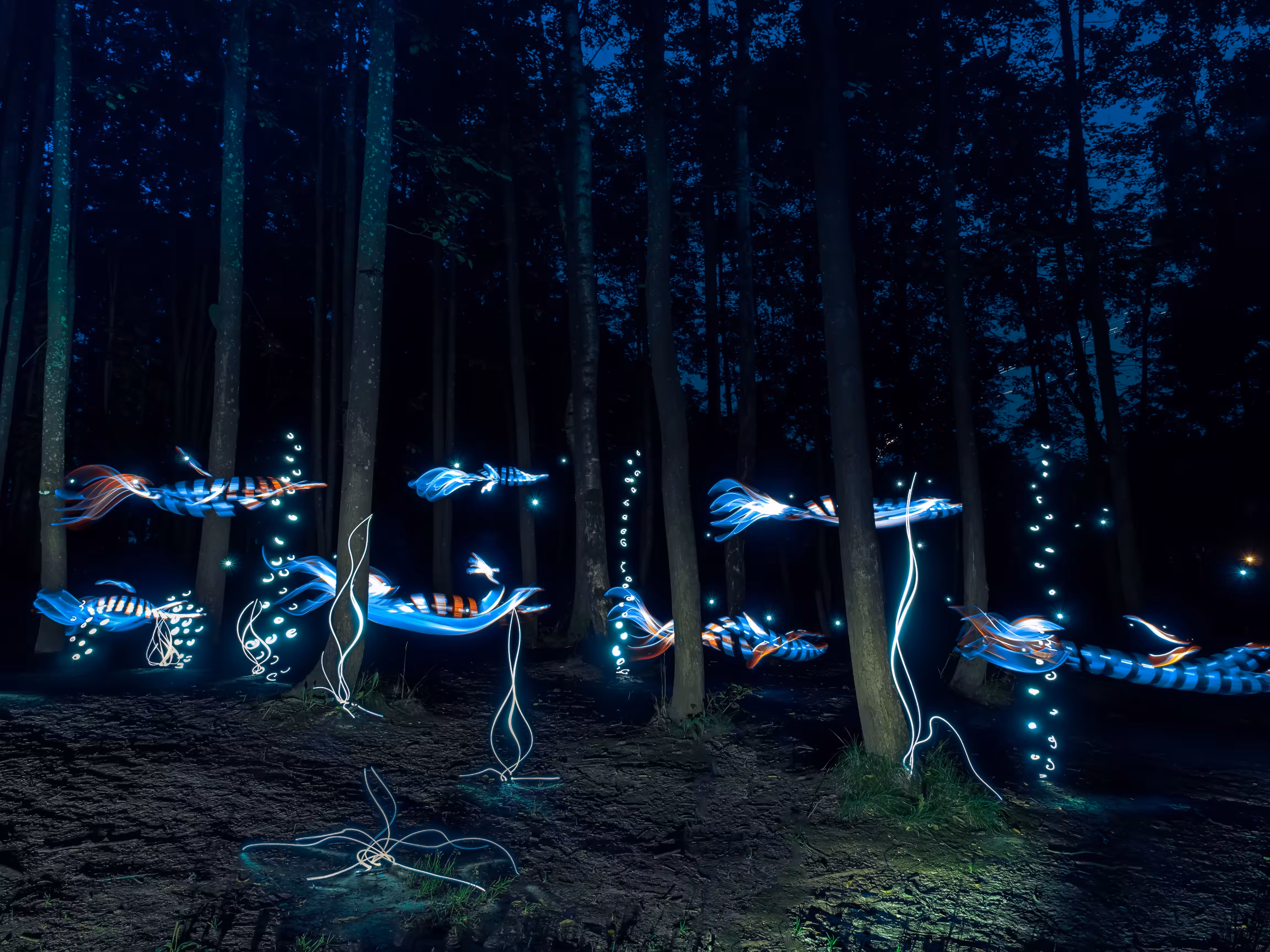 The forest has changed a bit.