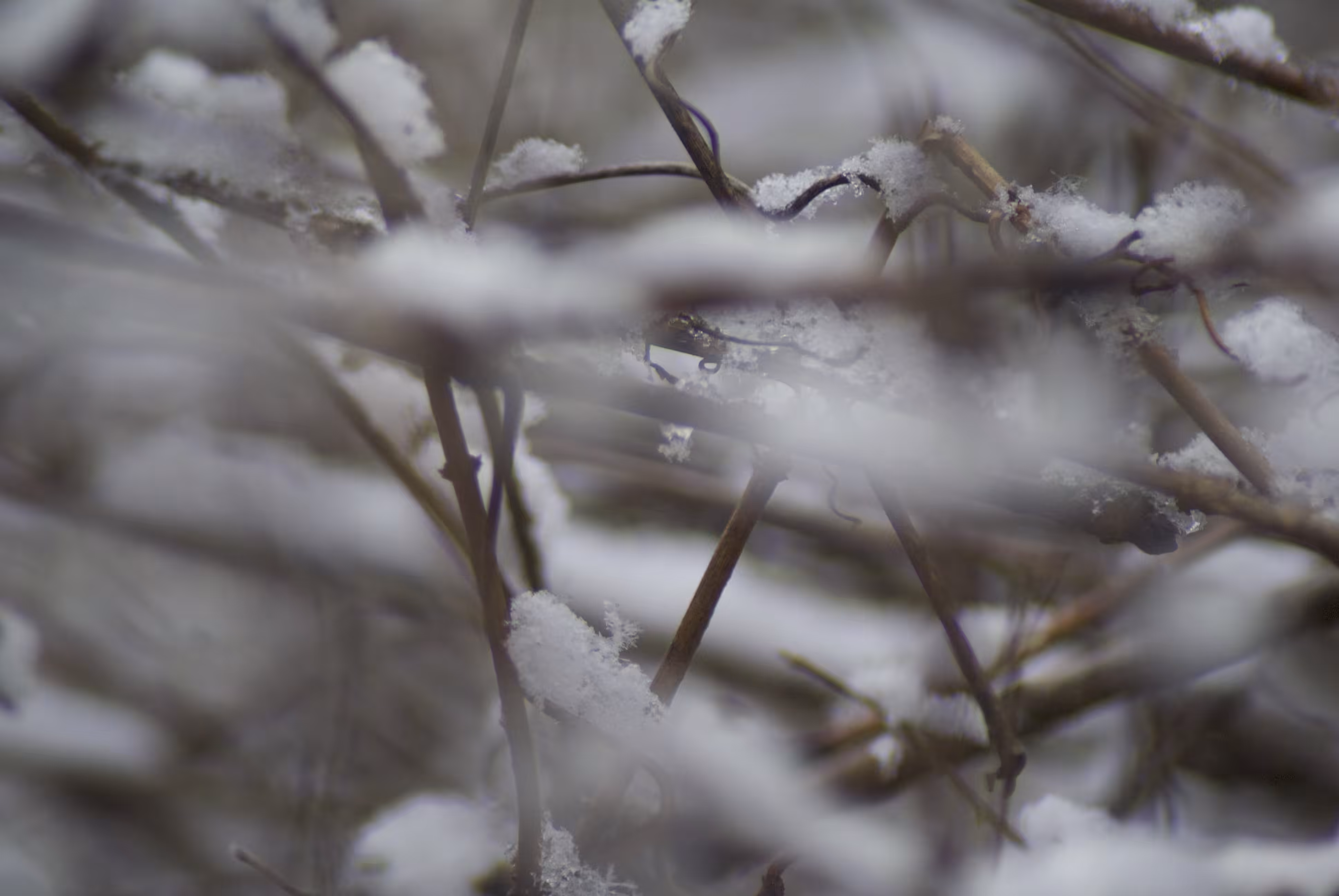 snow with branches no.5, 2021