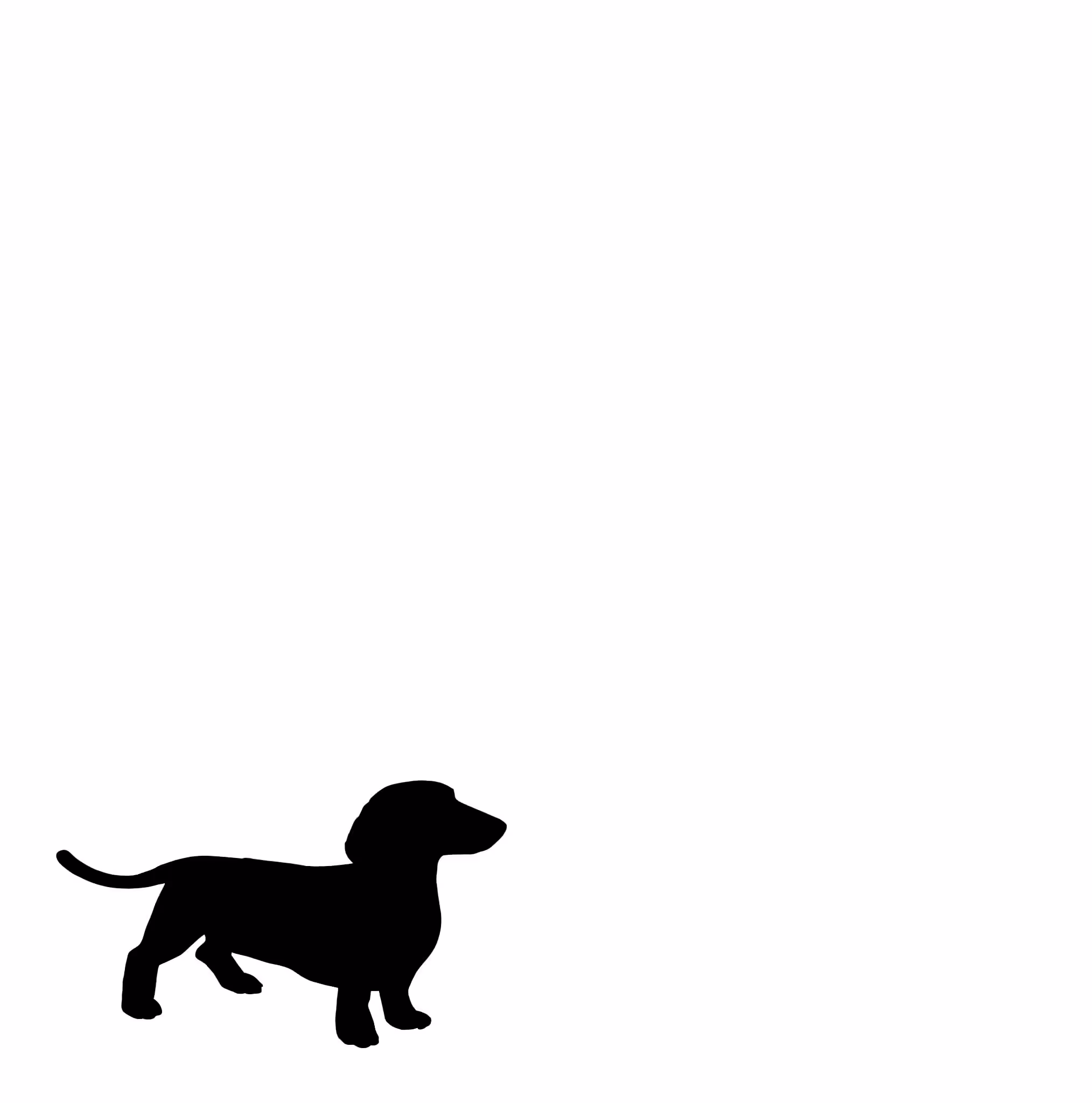 Dachshund