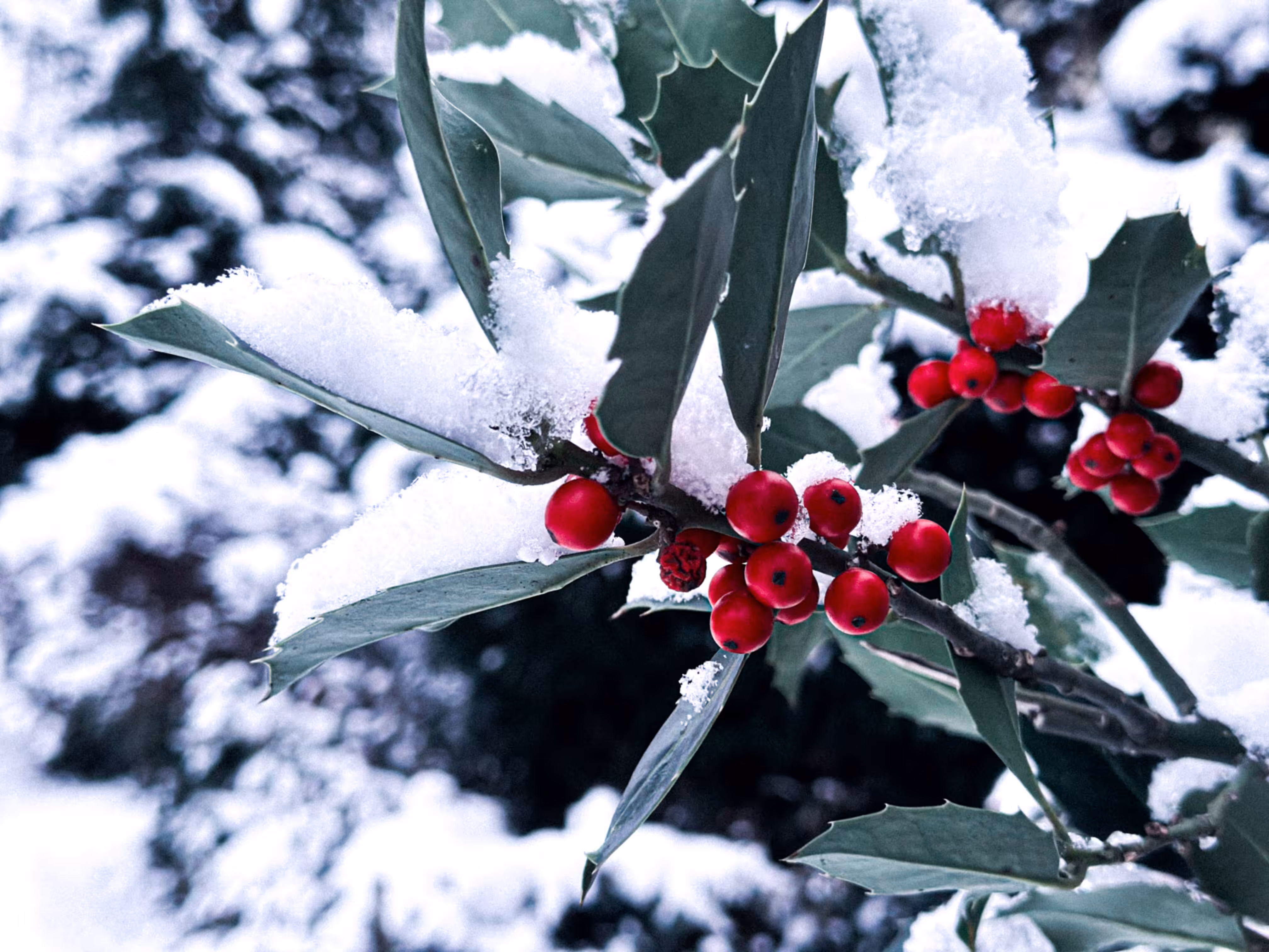 Open Editions: Winterberries