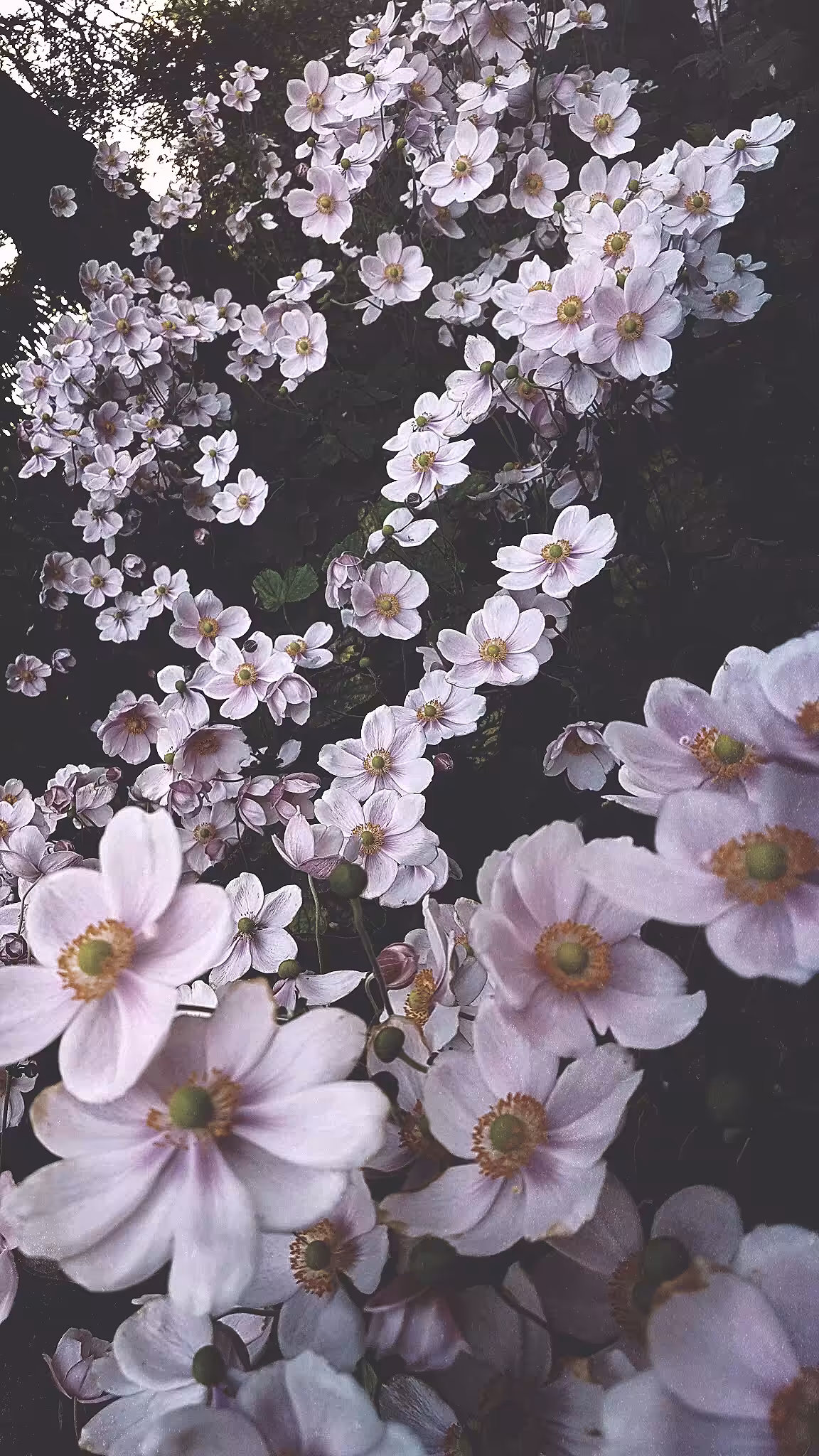 Endless flowers