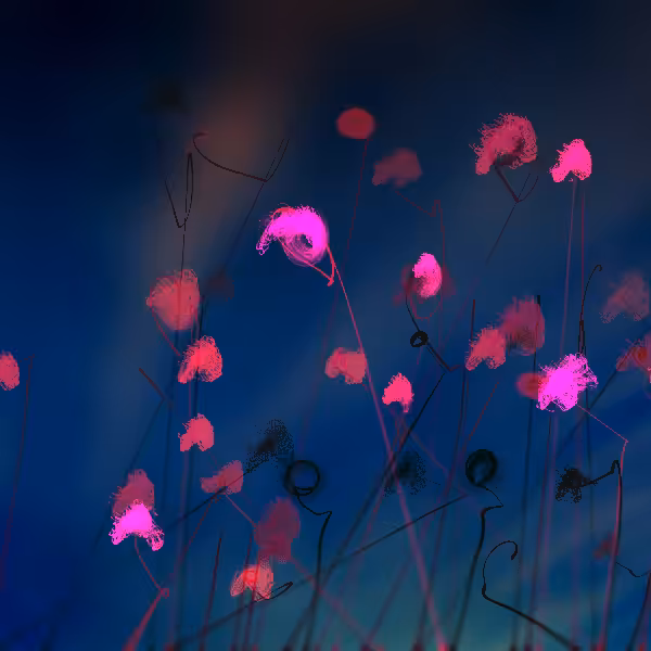 Cottongrass #11