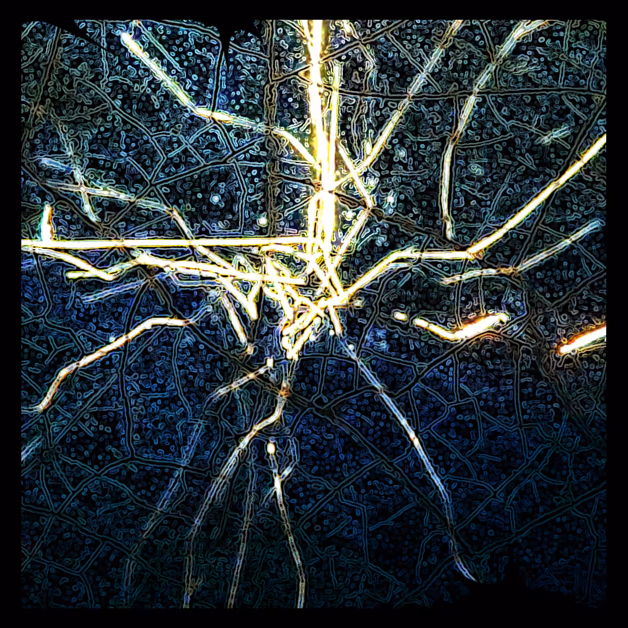 Cell 29