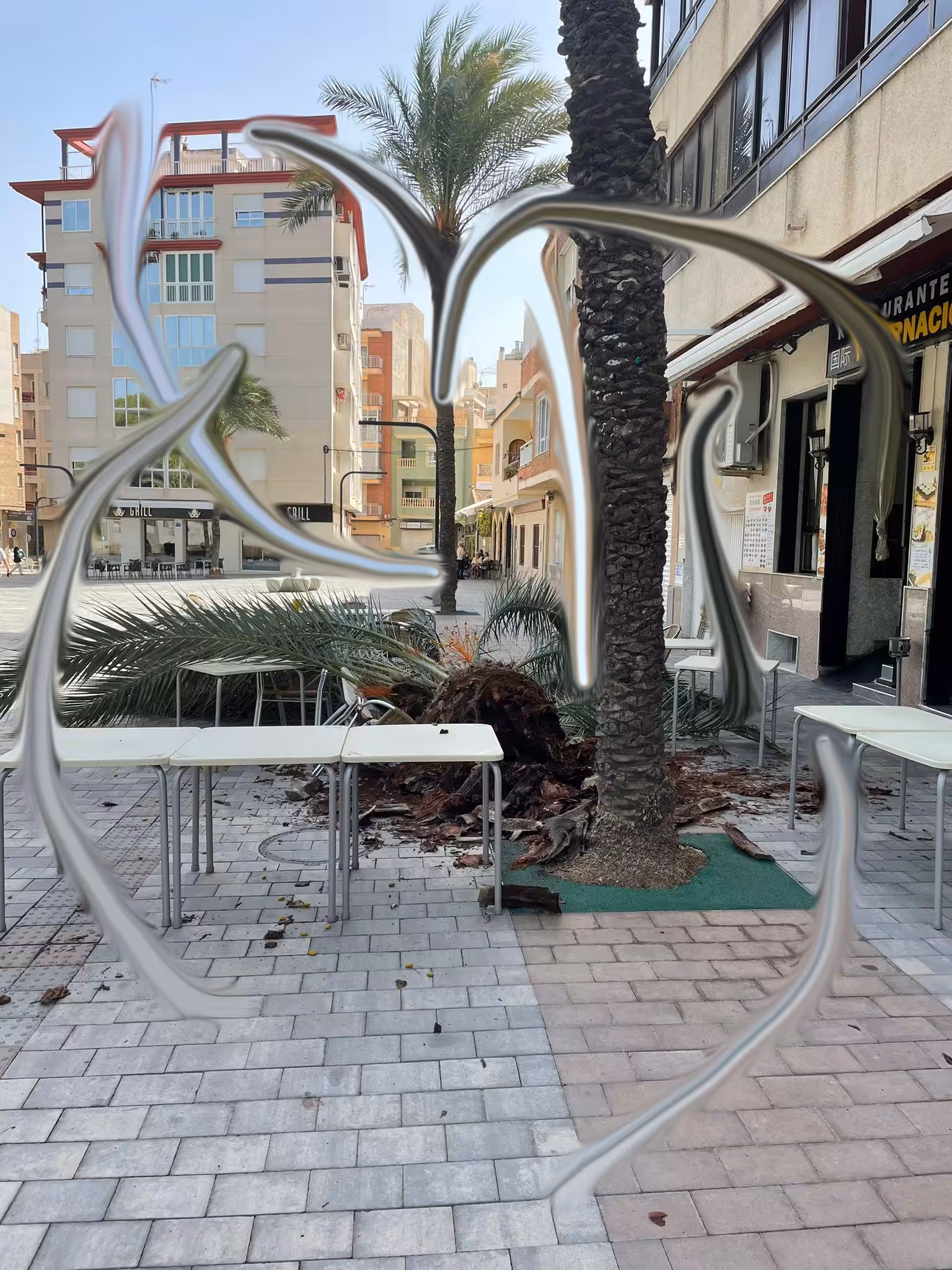 Chino Palmera