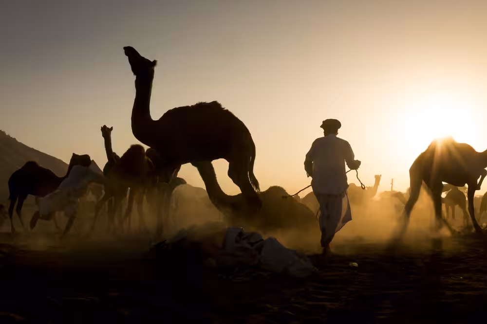 Camel Herder at Pushkar, India