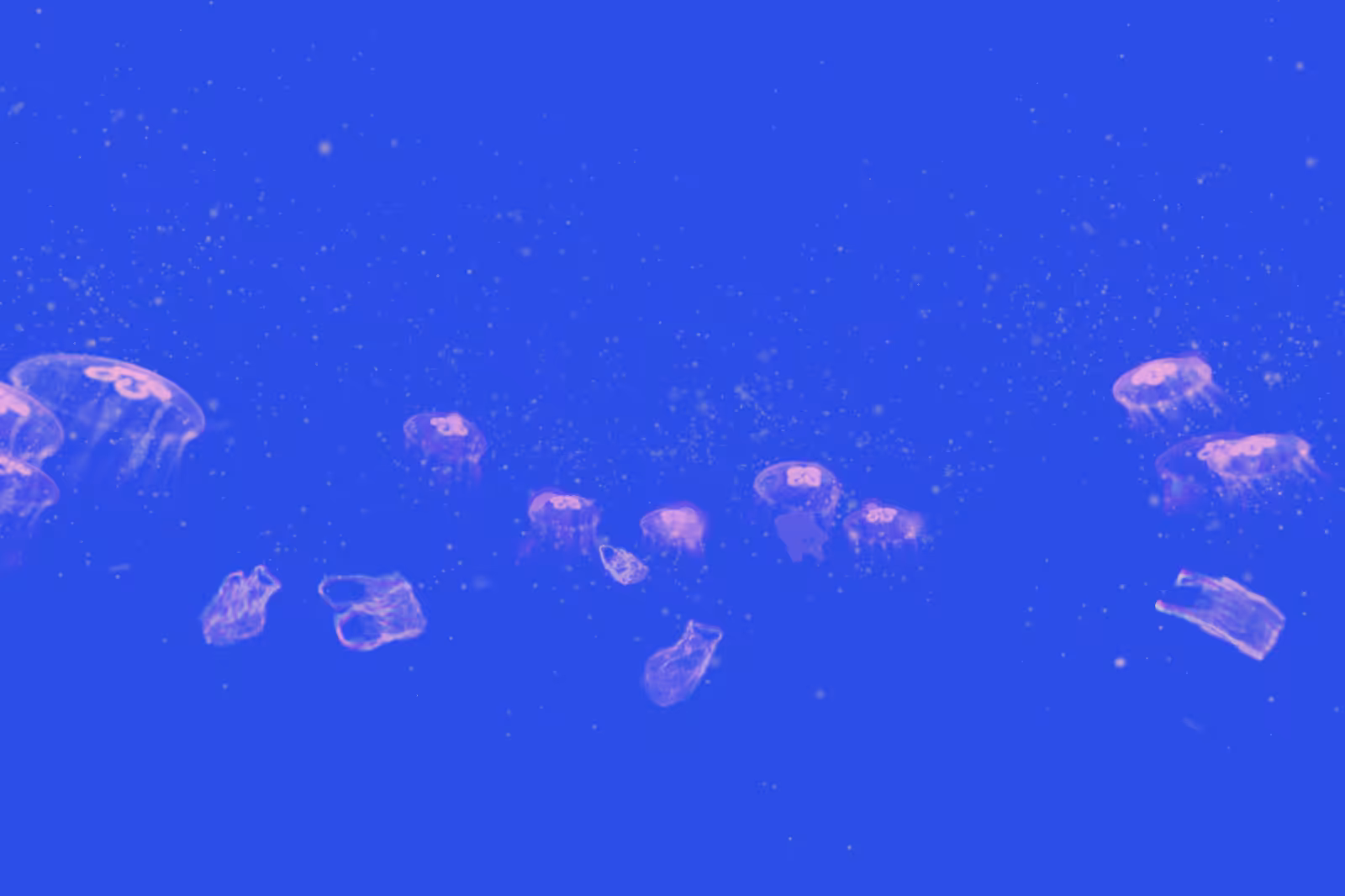 Turtle Vision #175