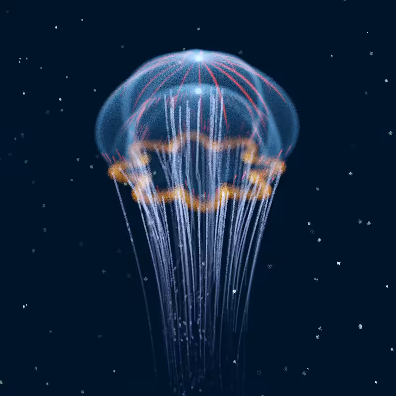 Creatures of the Deep #1 - The Jellyfish #1