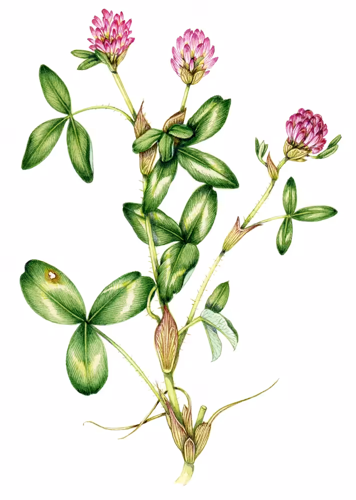 Red Clover Trifolium pratense