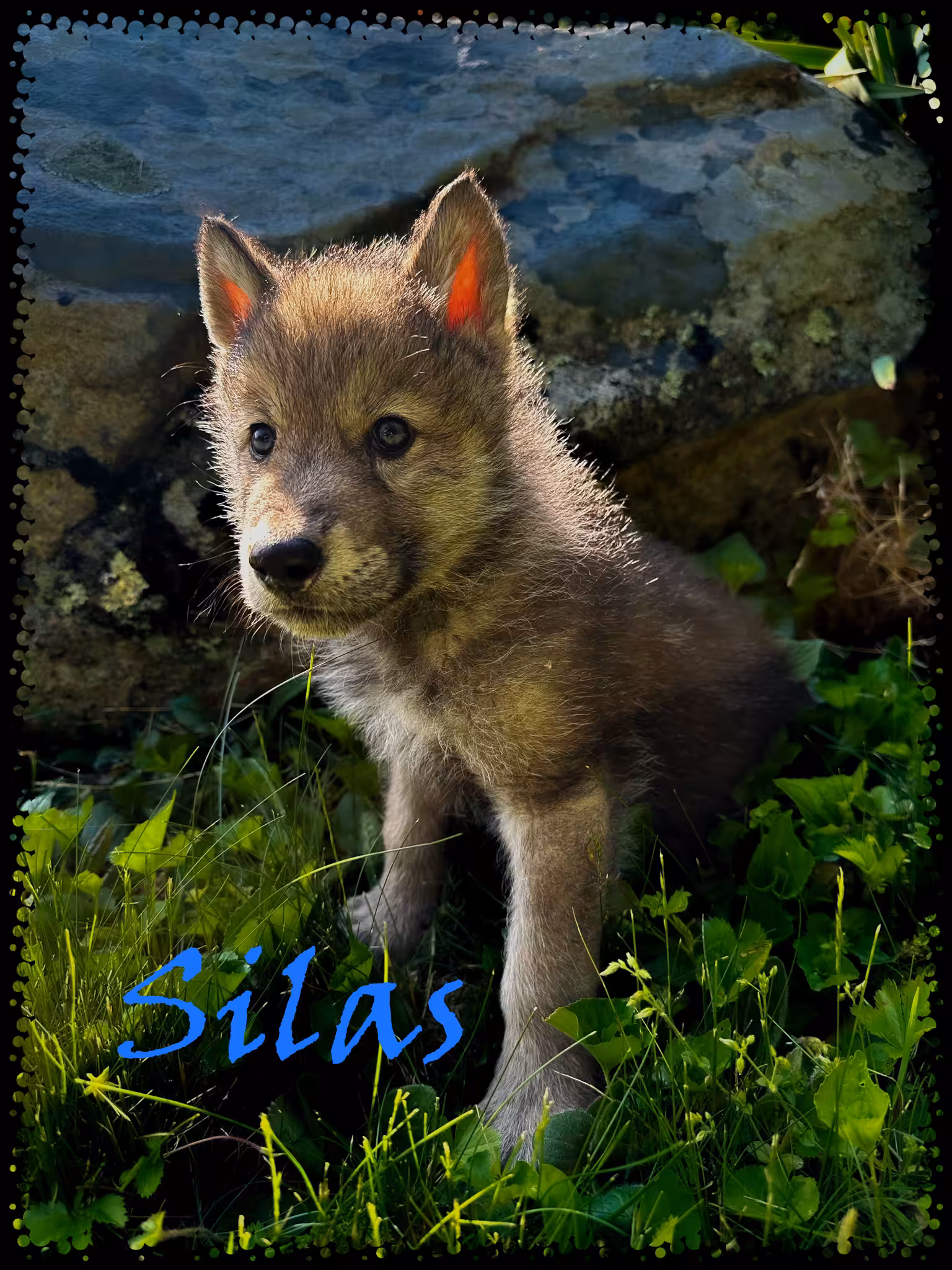 Silas