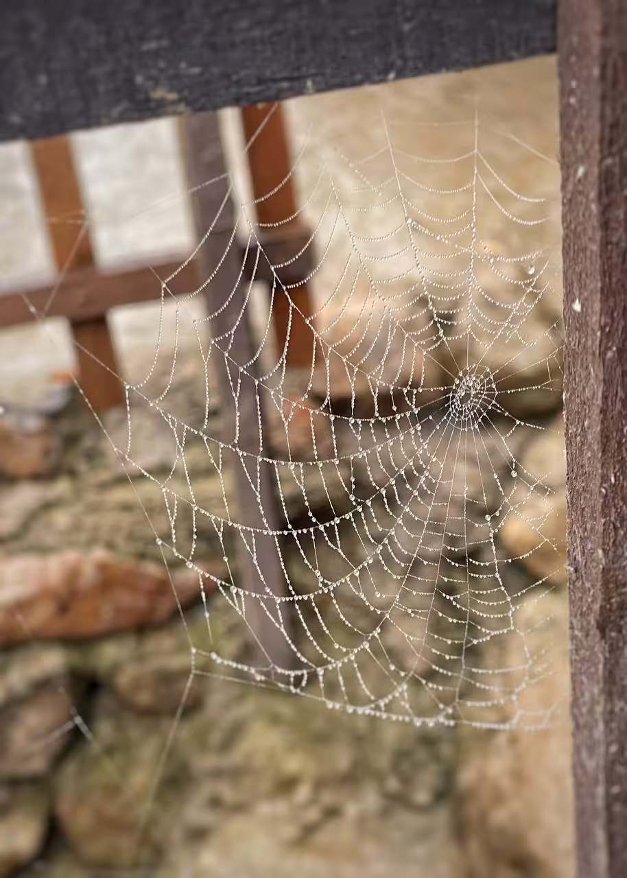 Haunted Silk 🕸️