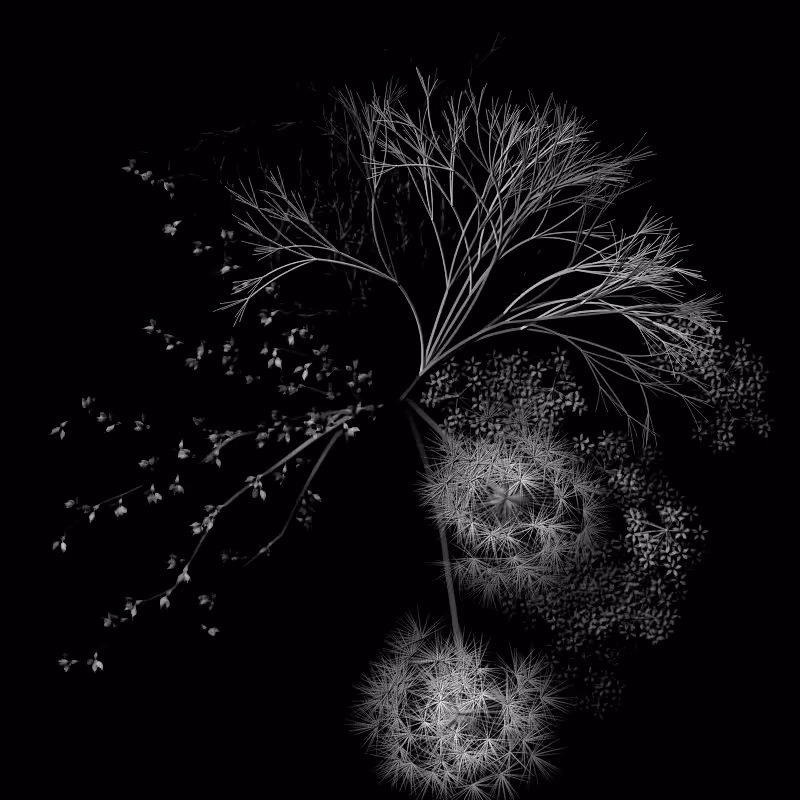 Botanical Ghosts #74