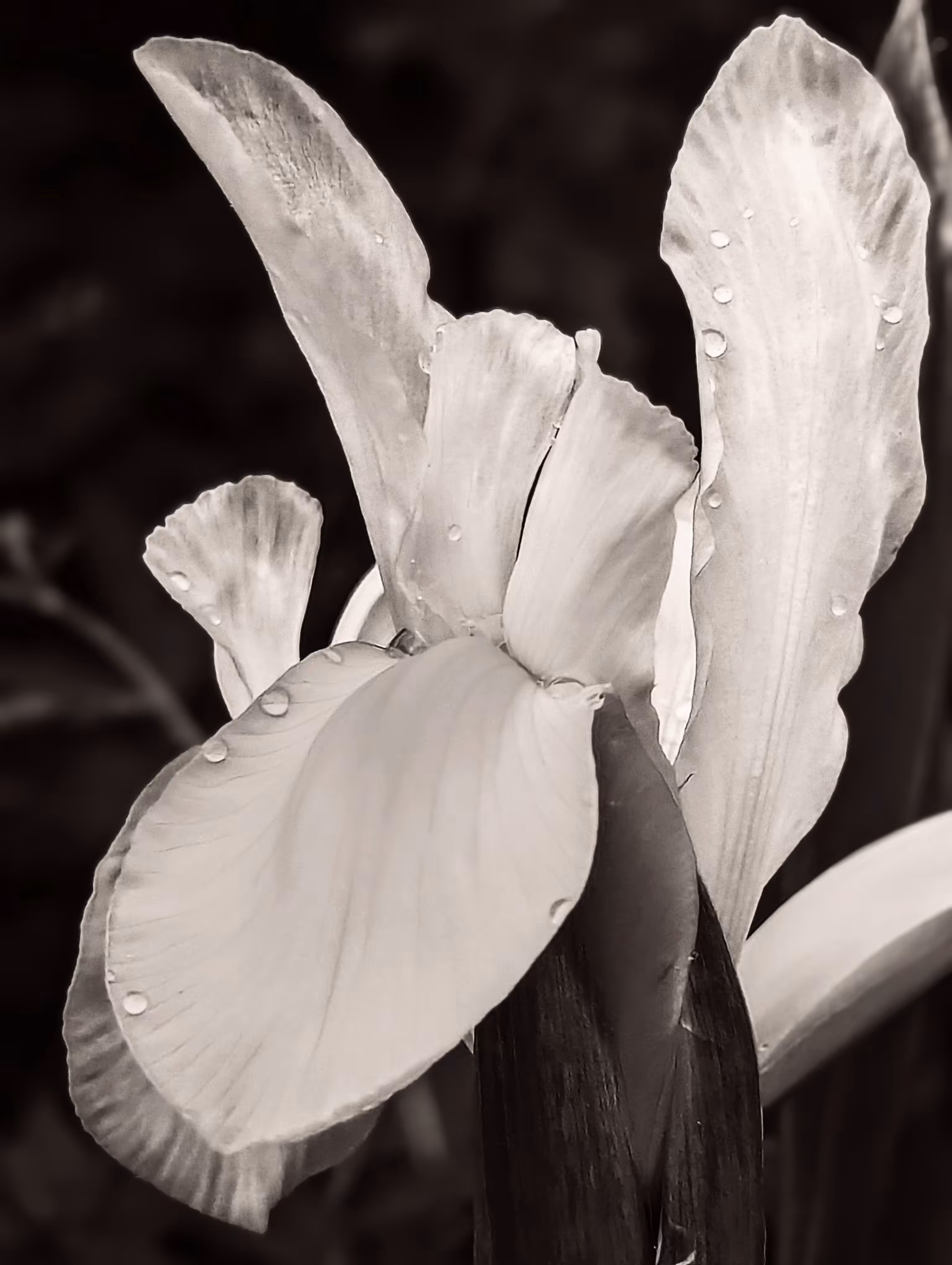 Luke_0x1 Photography : Iris