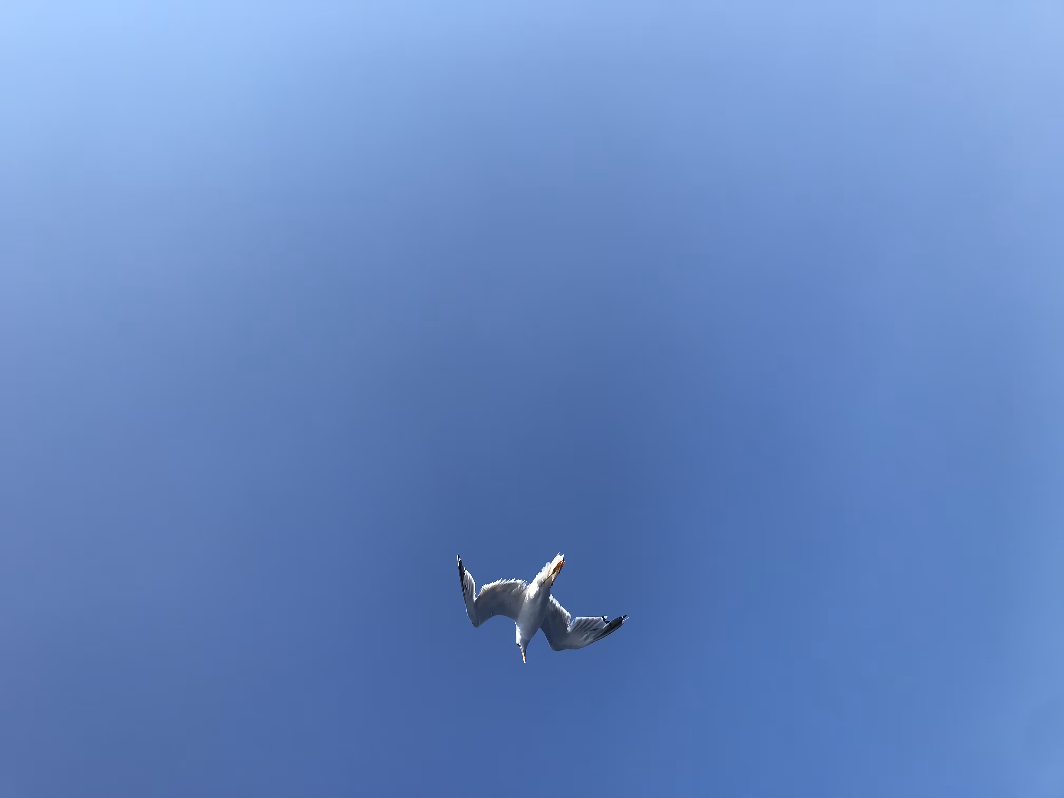 Freedom