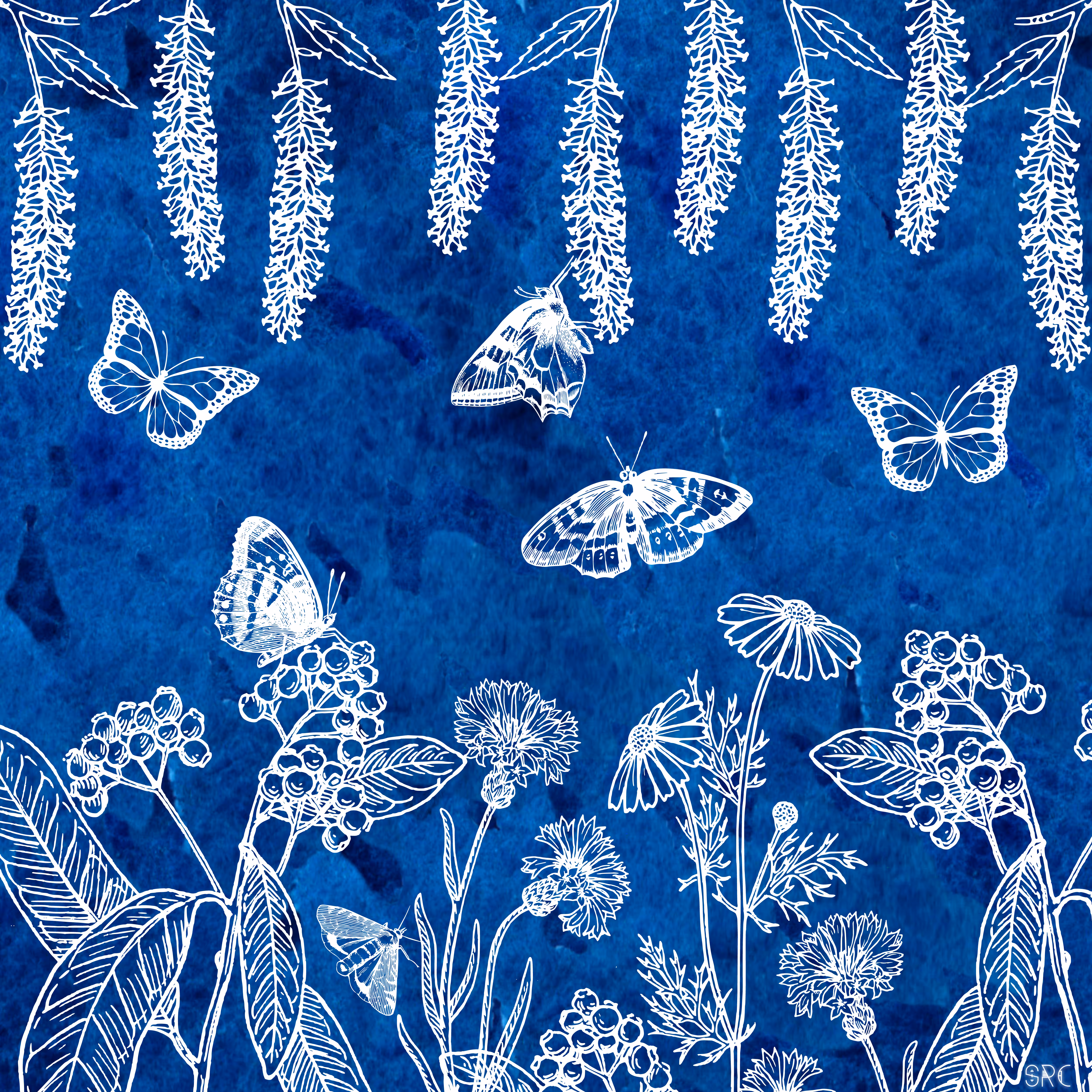 Cyanotypes Bloom