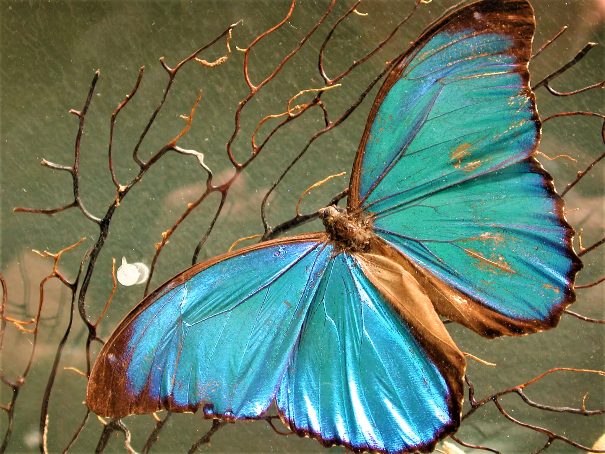 Butterfly 5