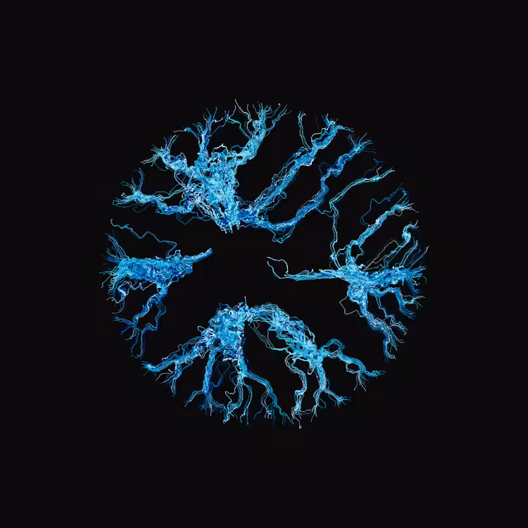 Ginseng #93