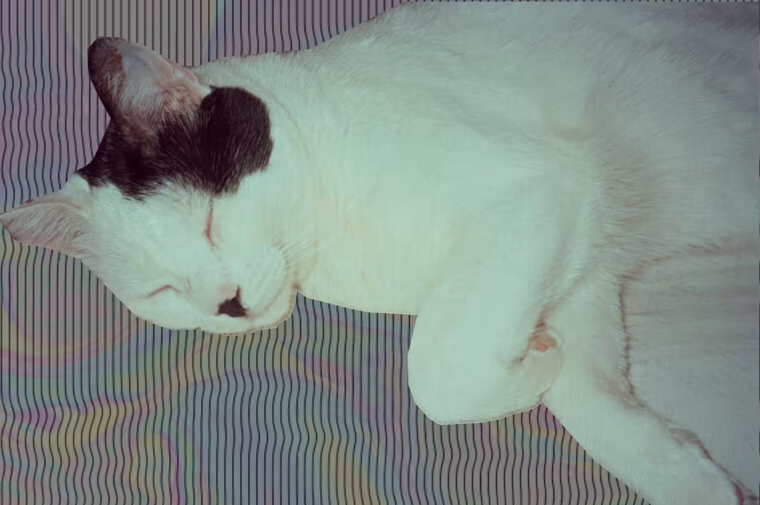 "se vai pagar de gato, vai ter que ter sete vidas.", 2021