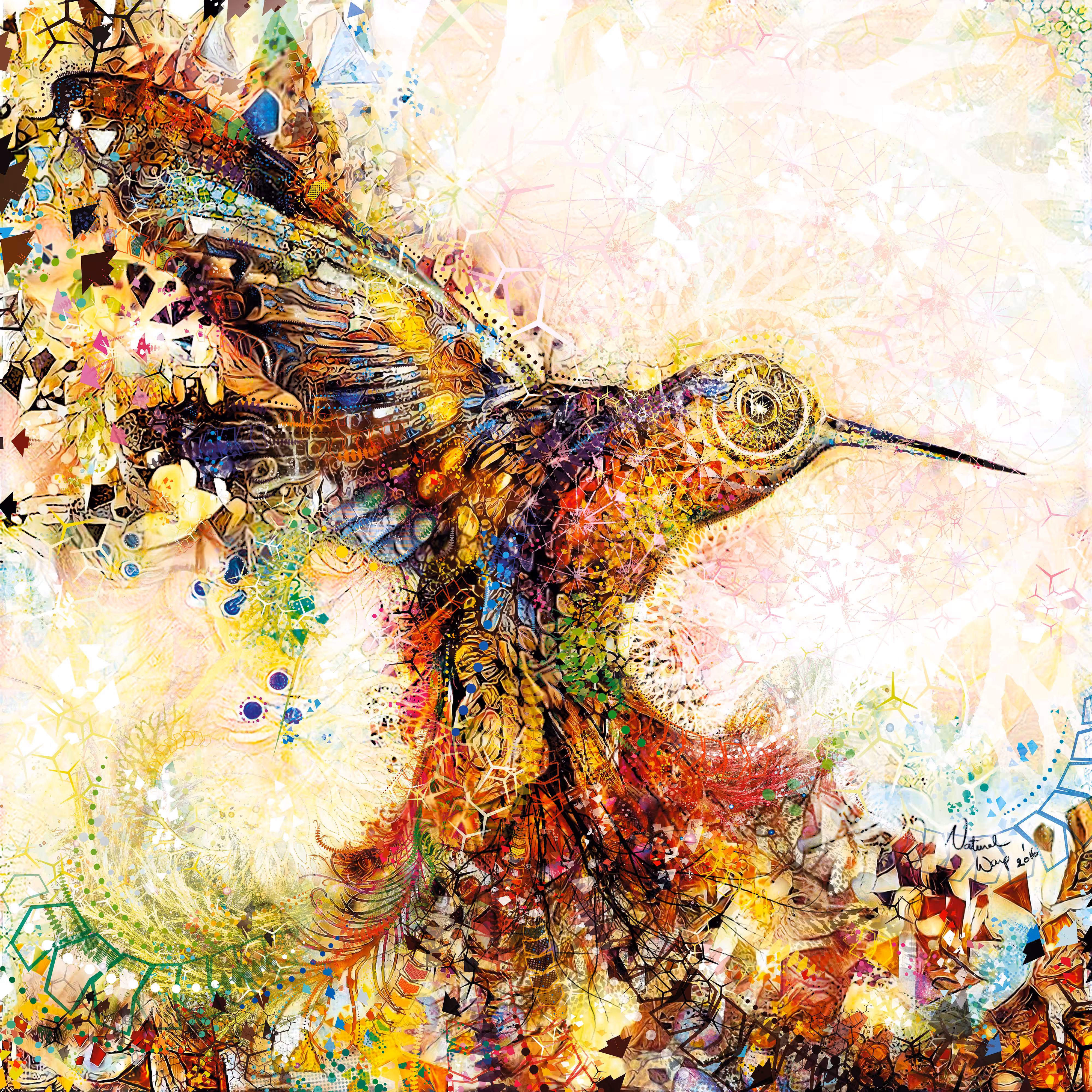 Hummingbird of Paradise