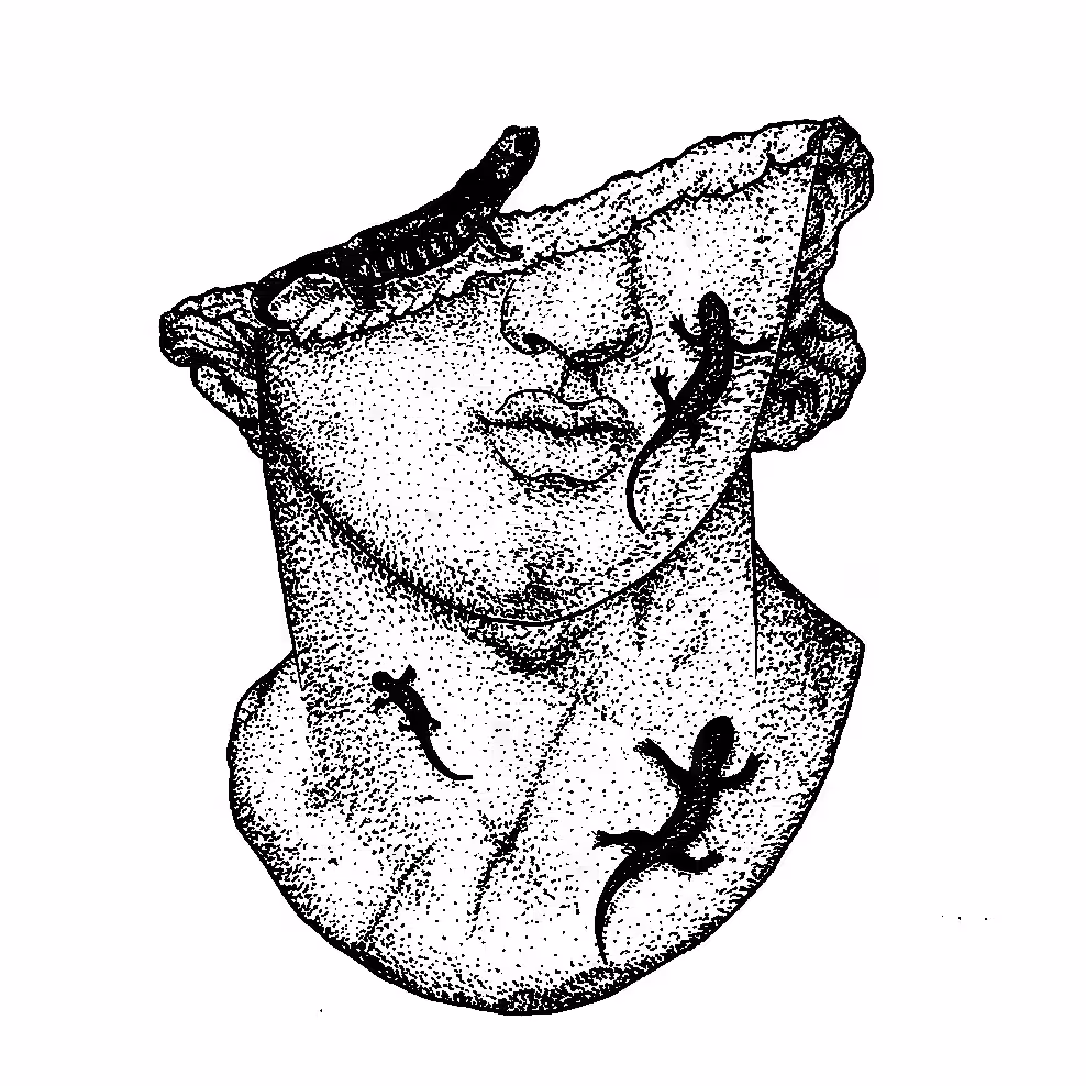 Tritons
