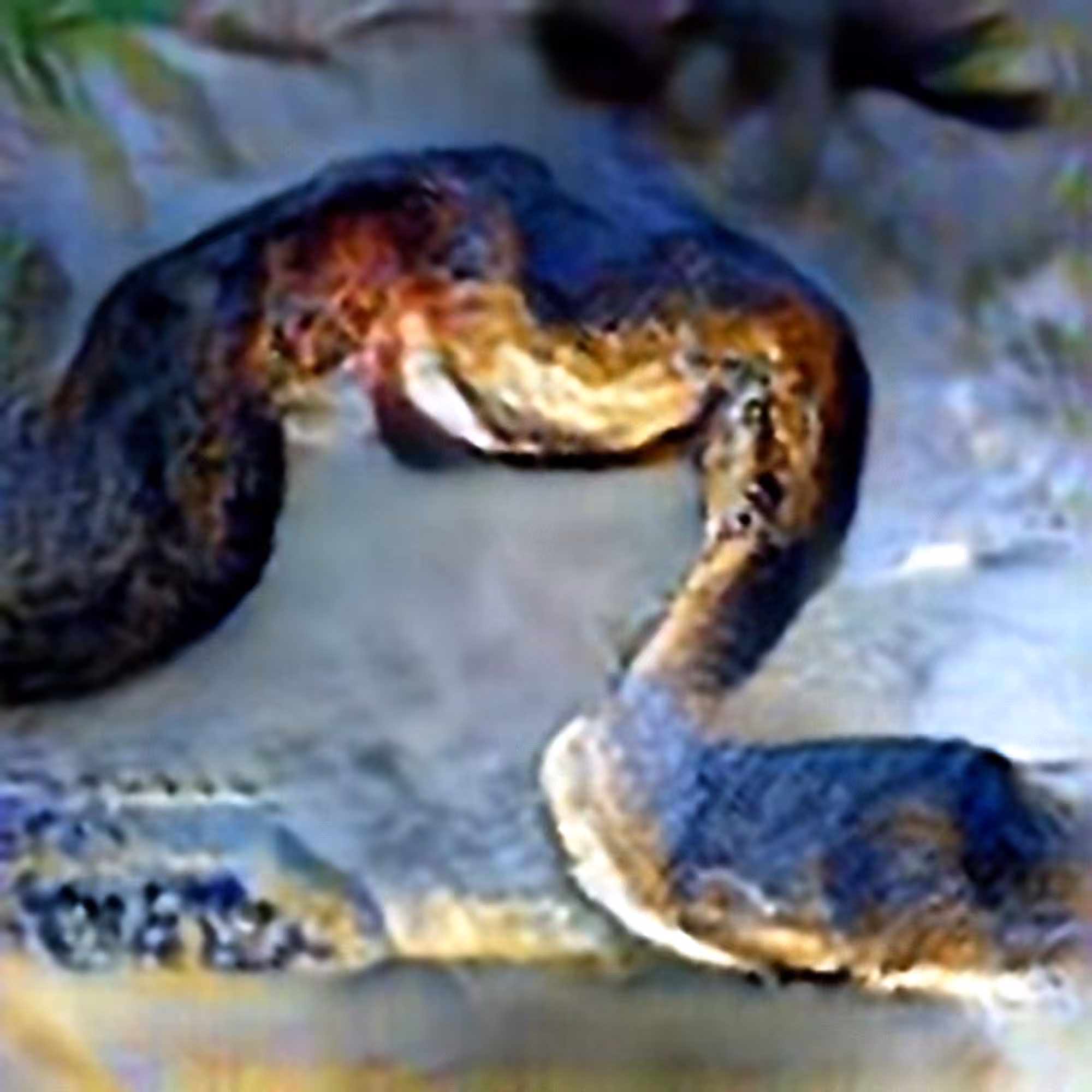 Cottonmouth #2 (Corpus: American Predators)