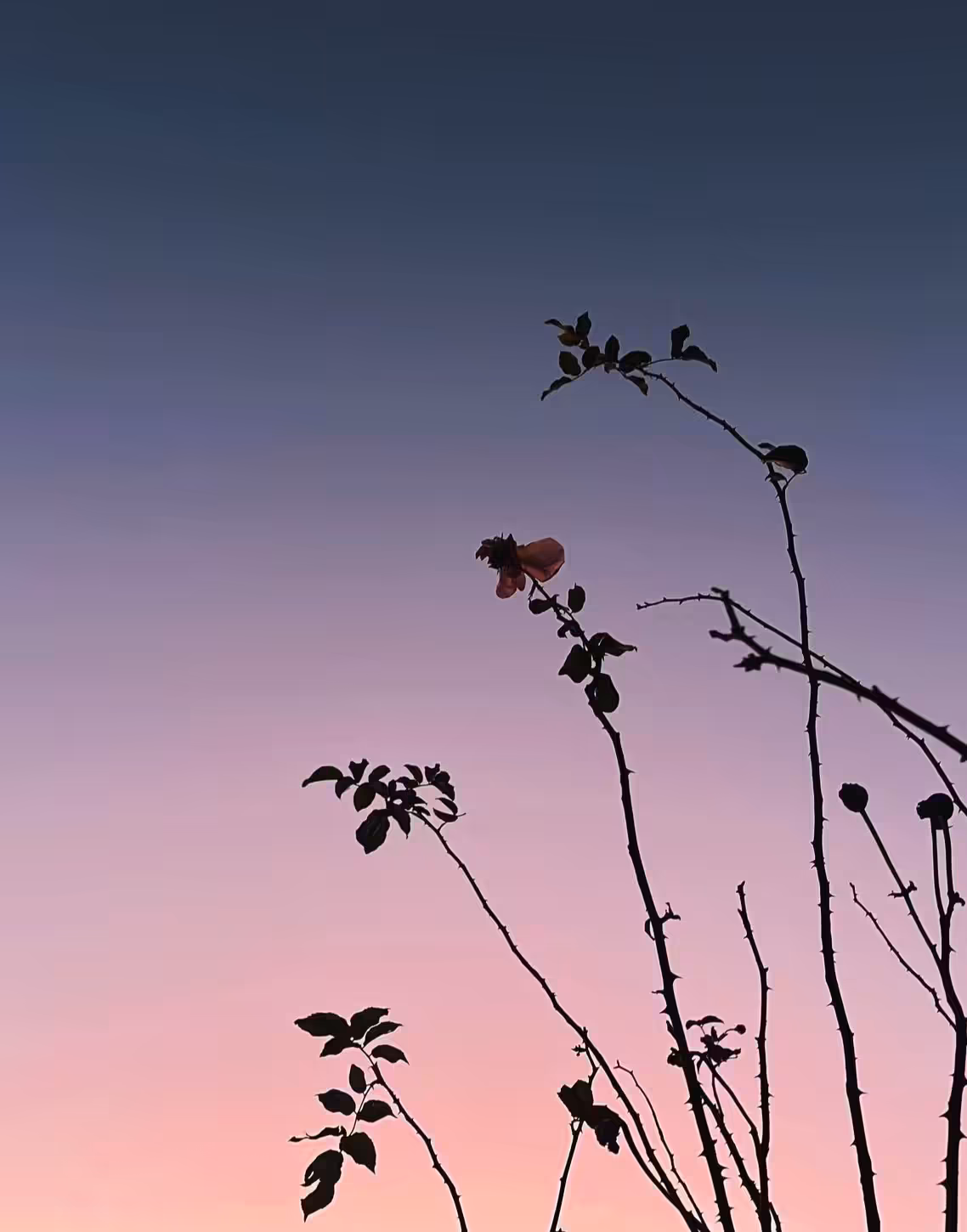 good night
