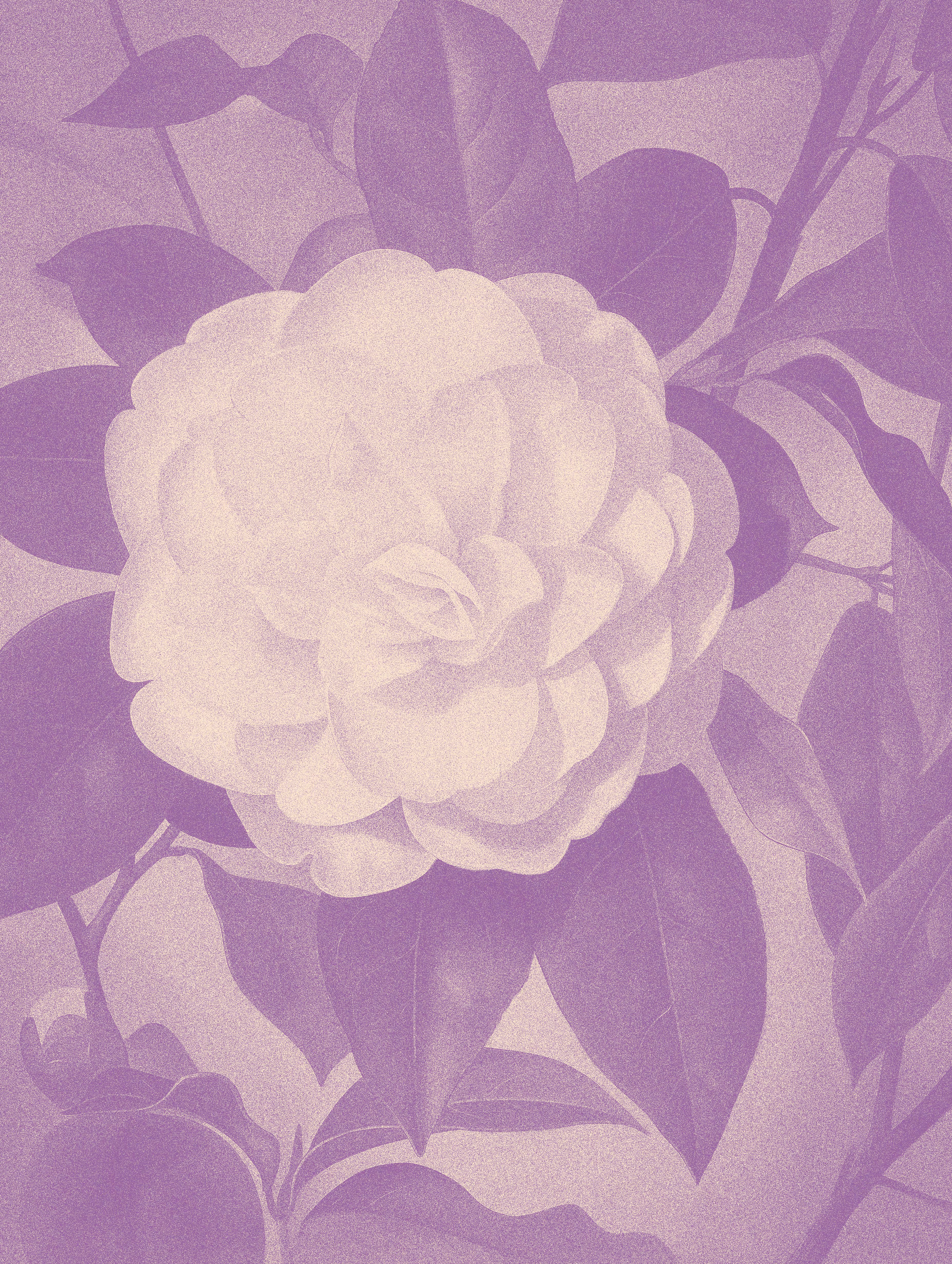 Camellias