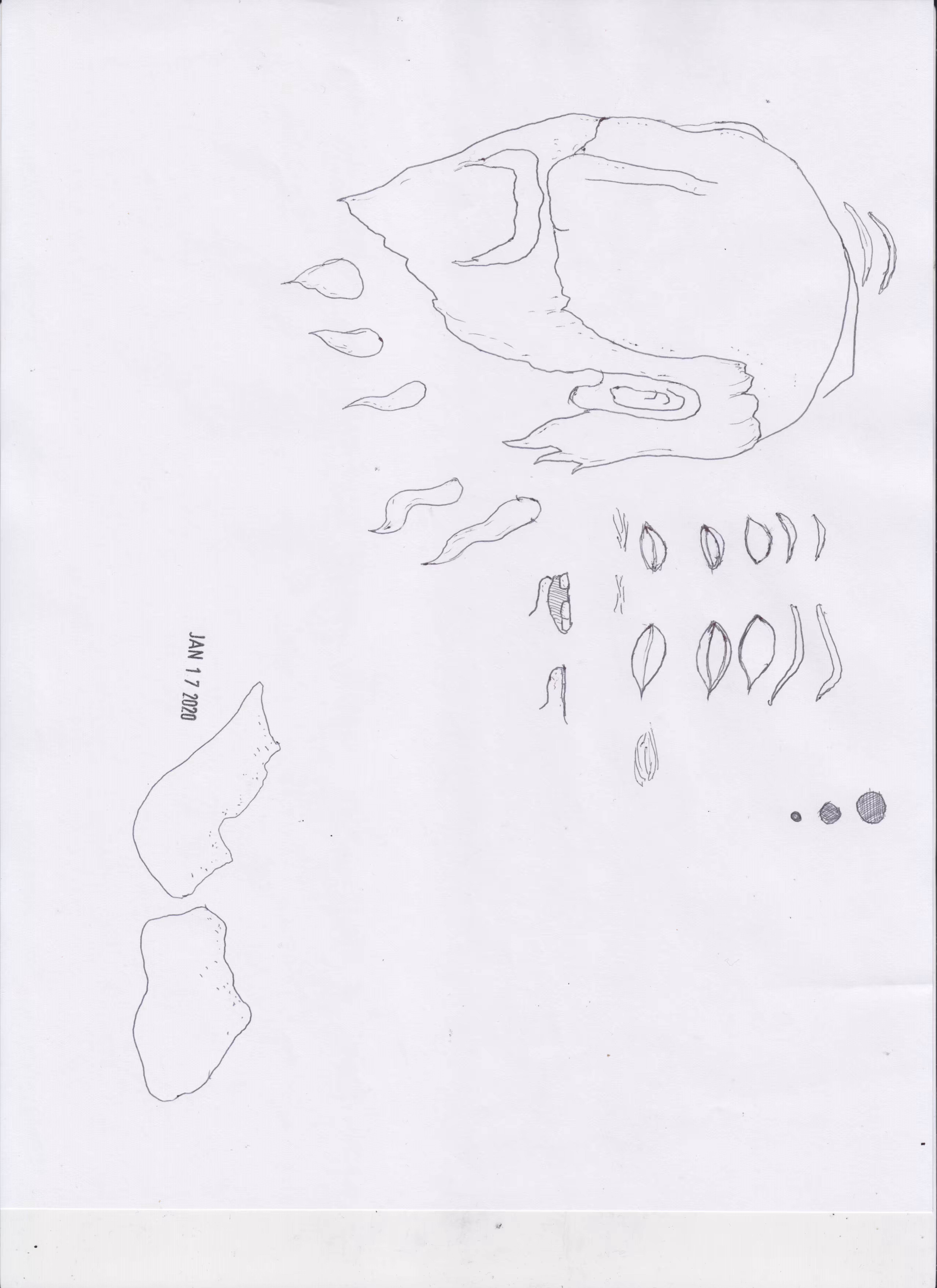 ELEMENTS: ELEMENT_50