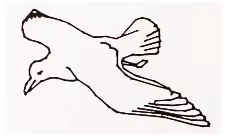 That Walleye's Got a Lot of Gull Flipbook