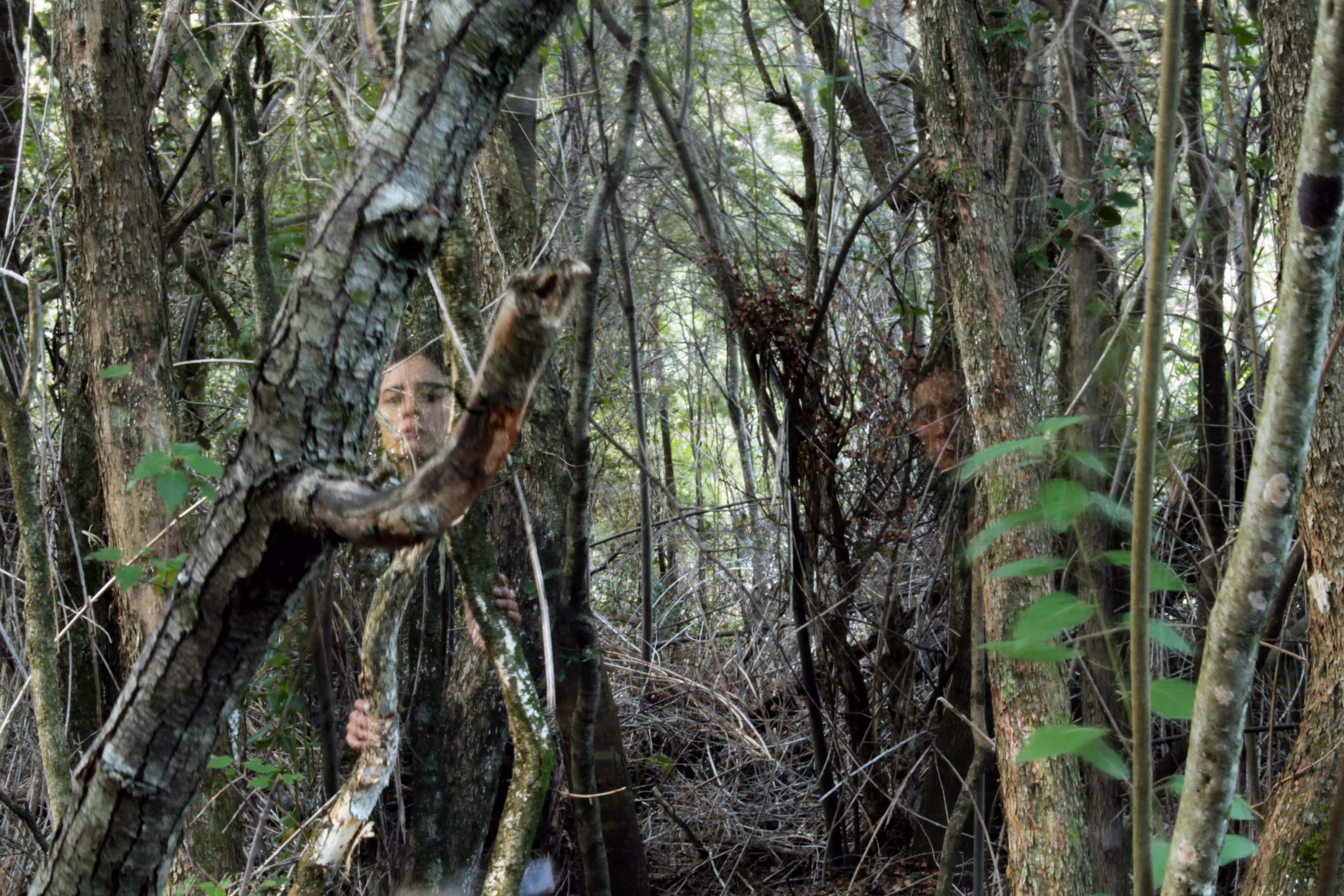 Hidden in the forest 