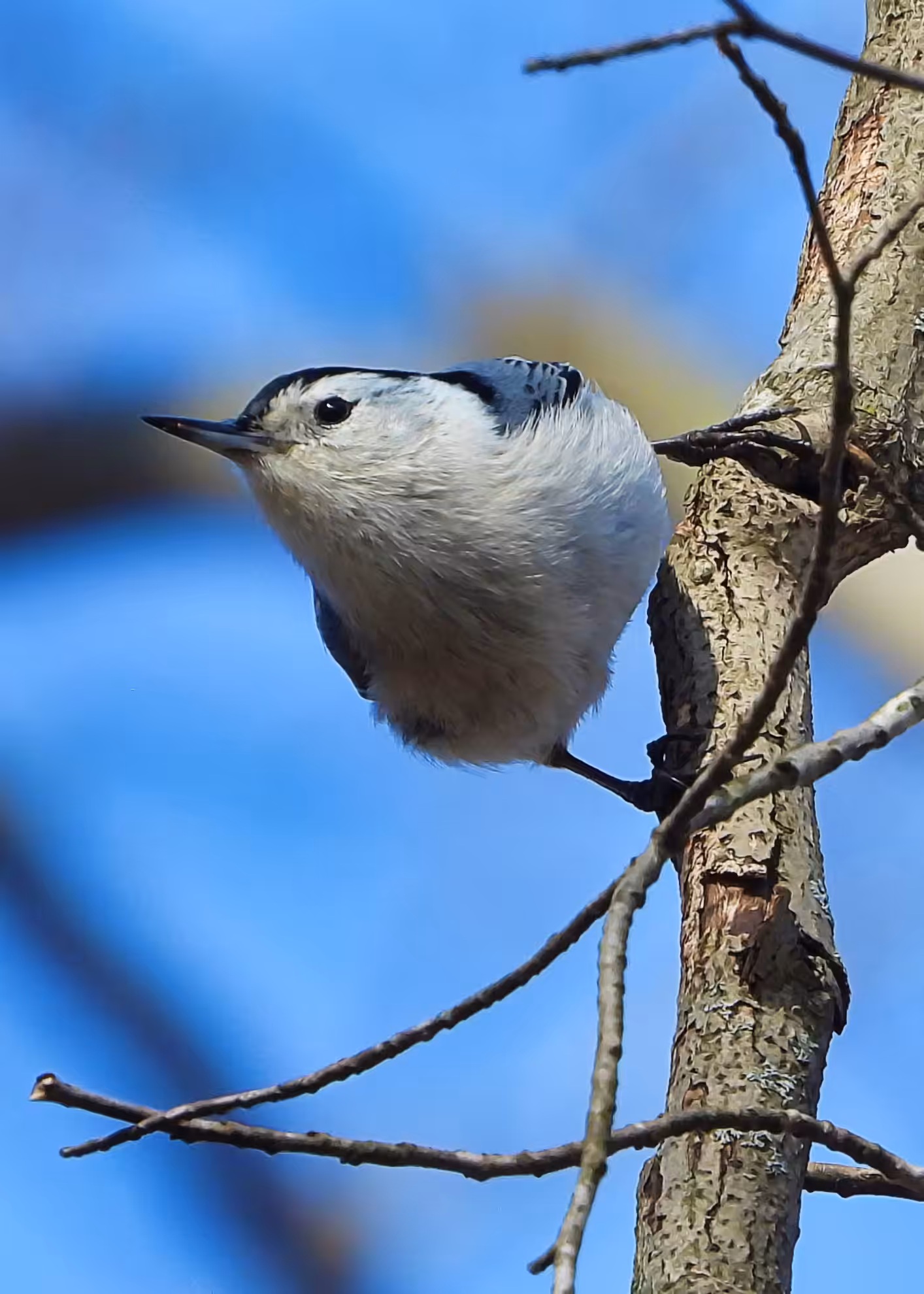 Flocksourced #017 - White-breasted Nuthatch