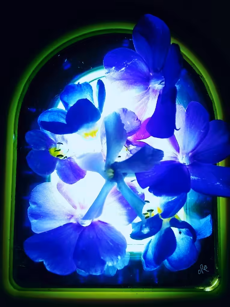 Bluer Jazmine