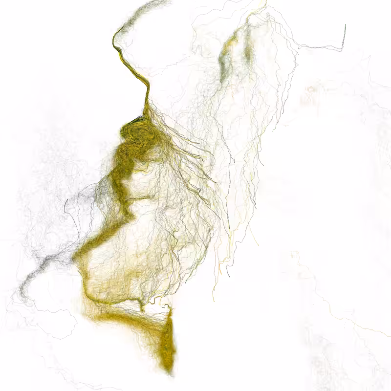 Hypericum #215