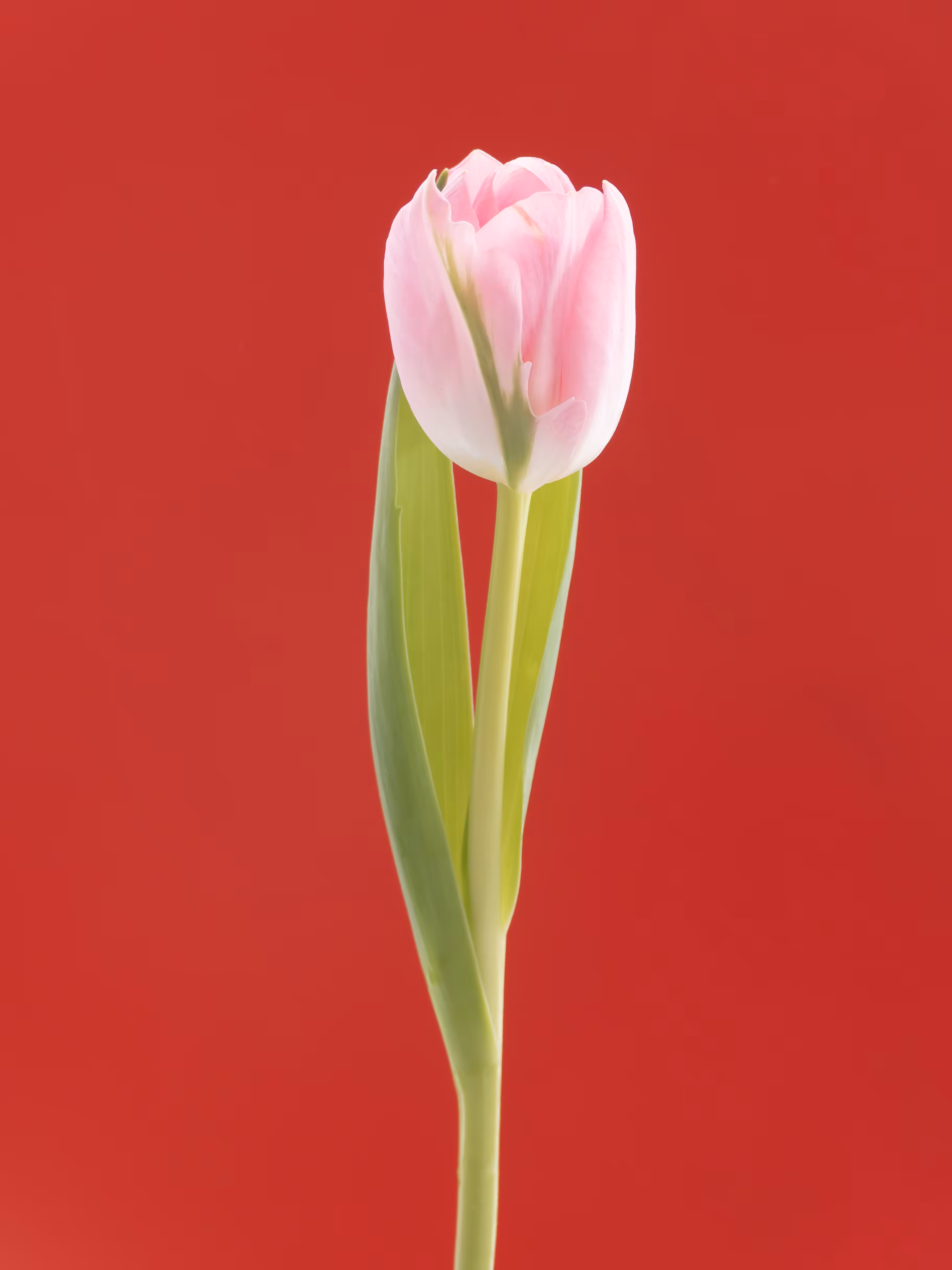 Tulip 1637 [8]