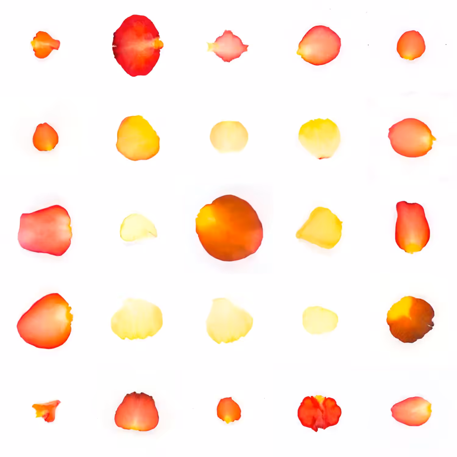 Infinite Petals 5x5#21493