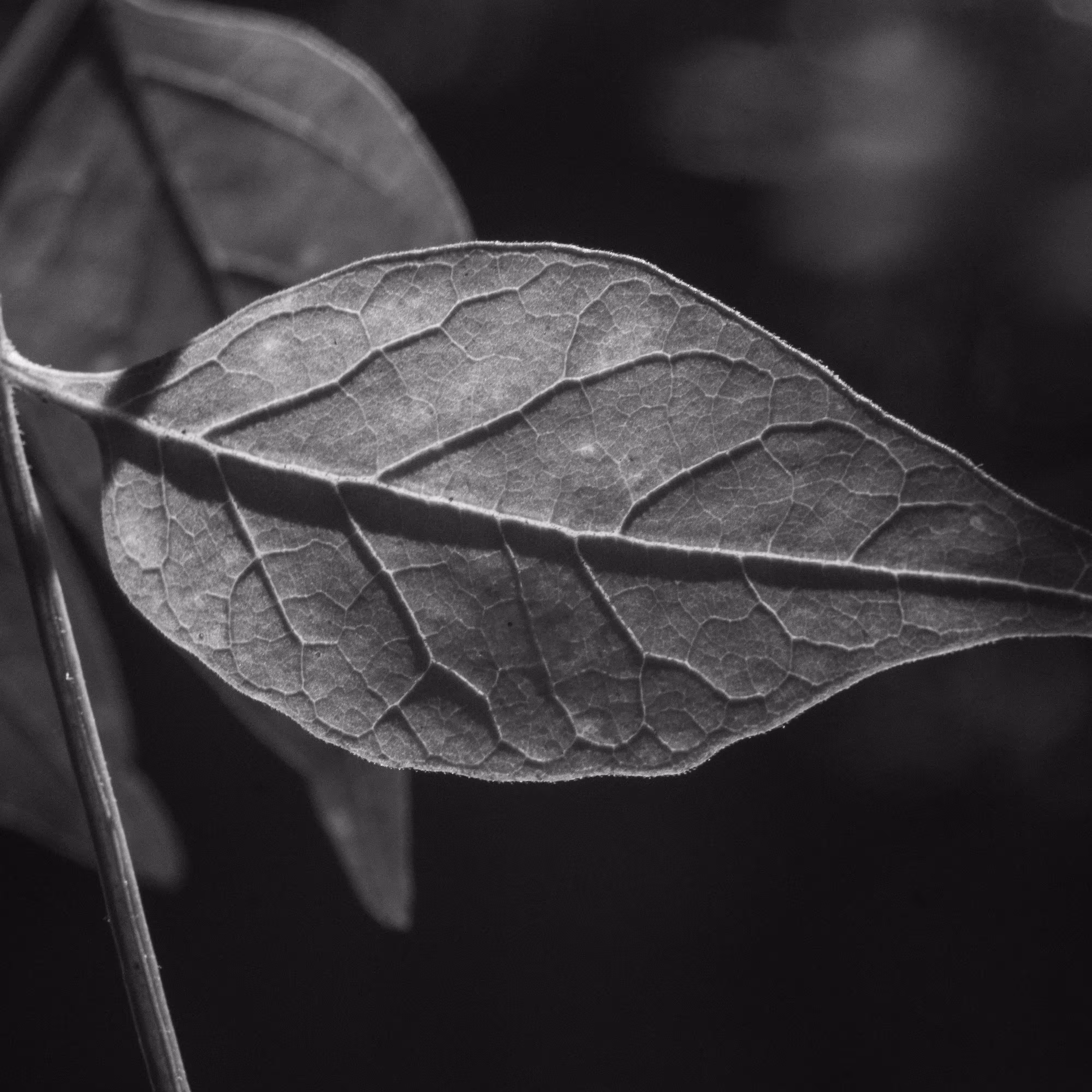 Leaf vessel