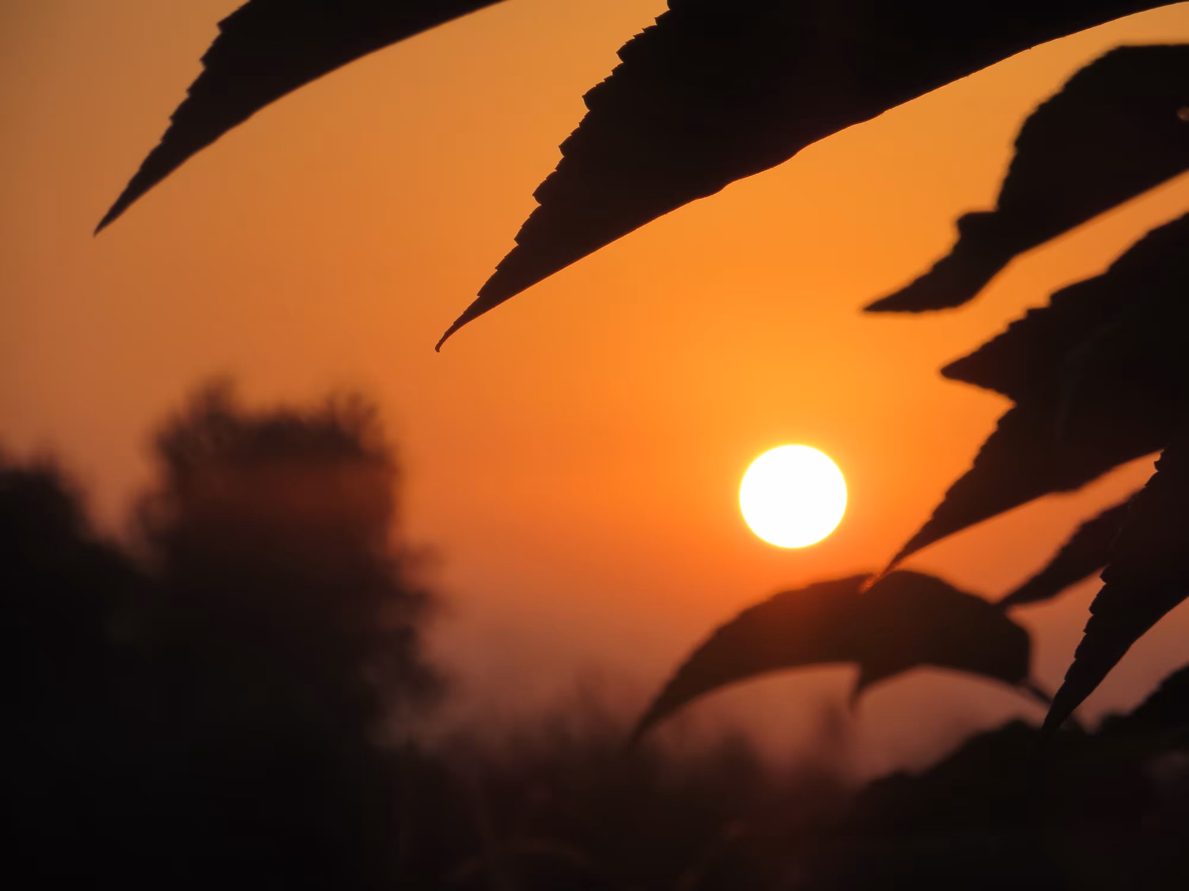 Sunset’s Song