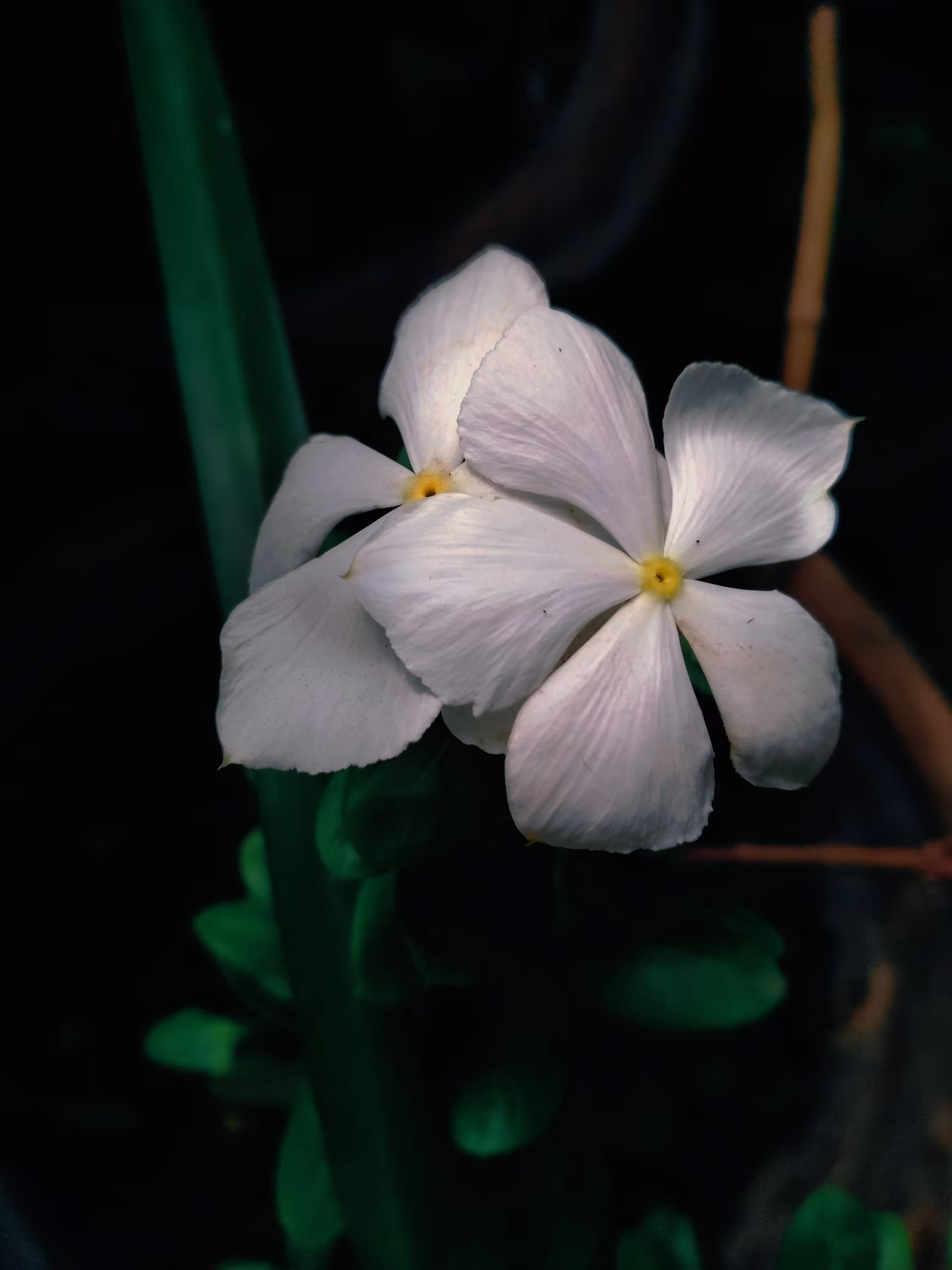 Blossoming Soul