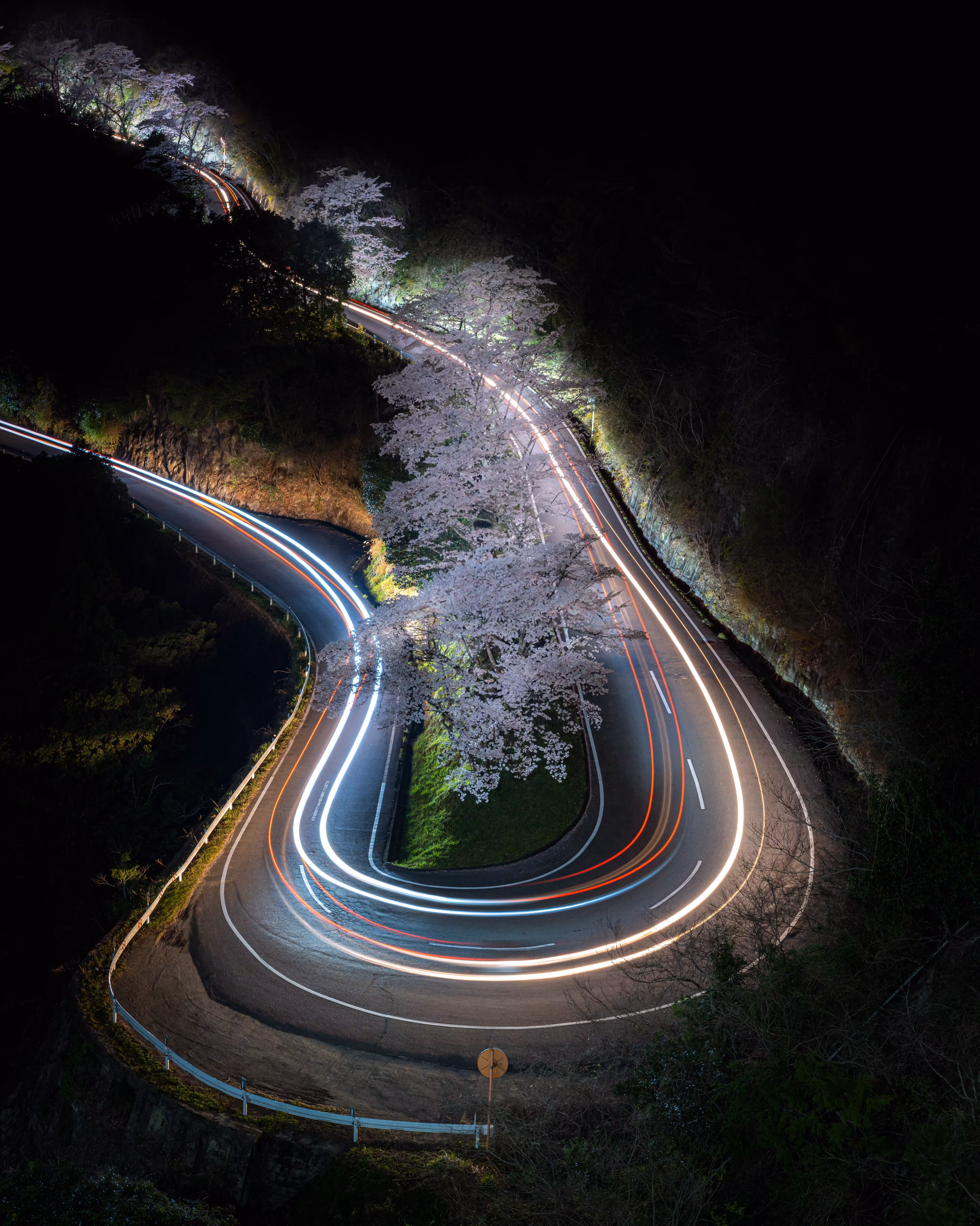 Roadside cherry blossoms