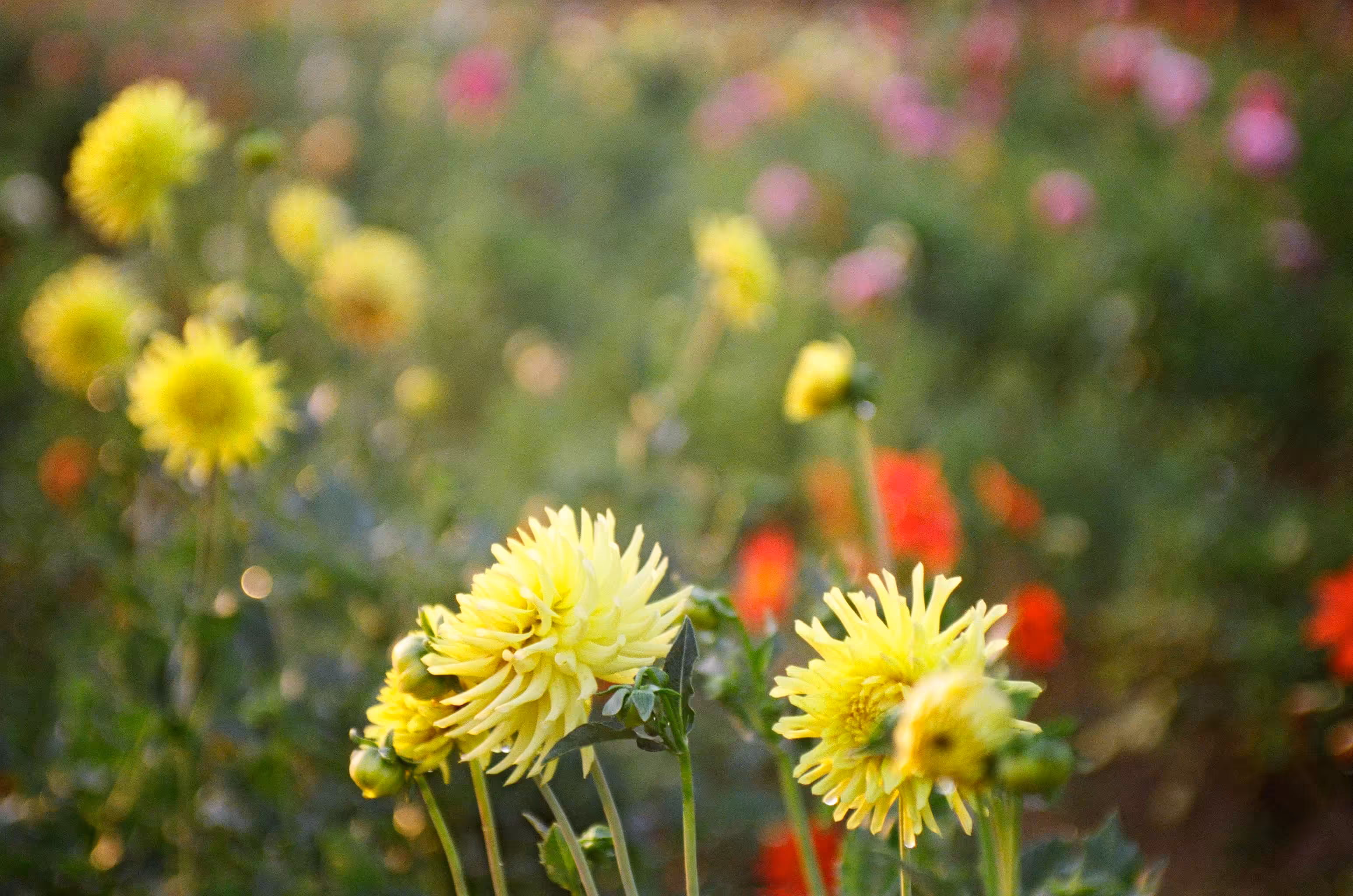 Colors on the Brink of Autumn 