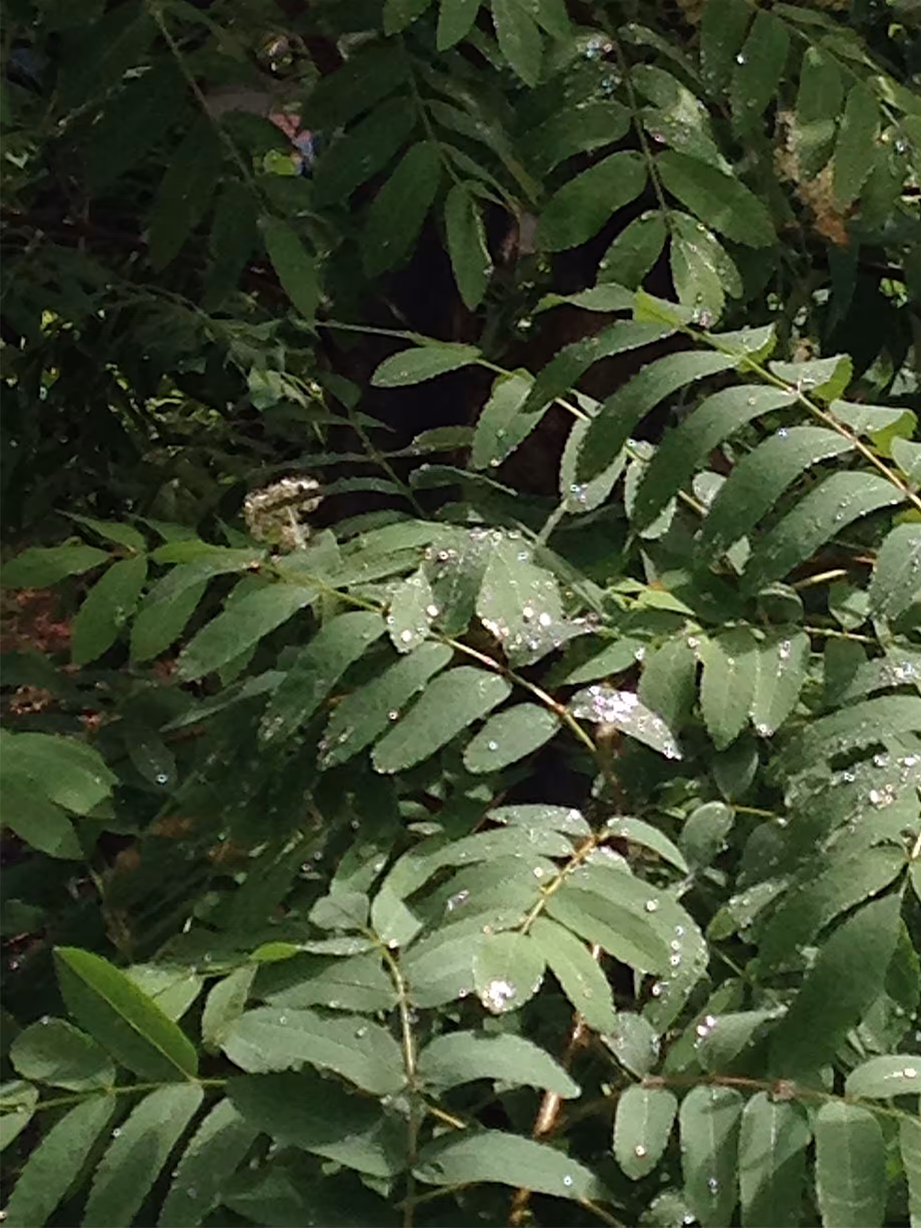 rain drops and leaves
